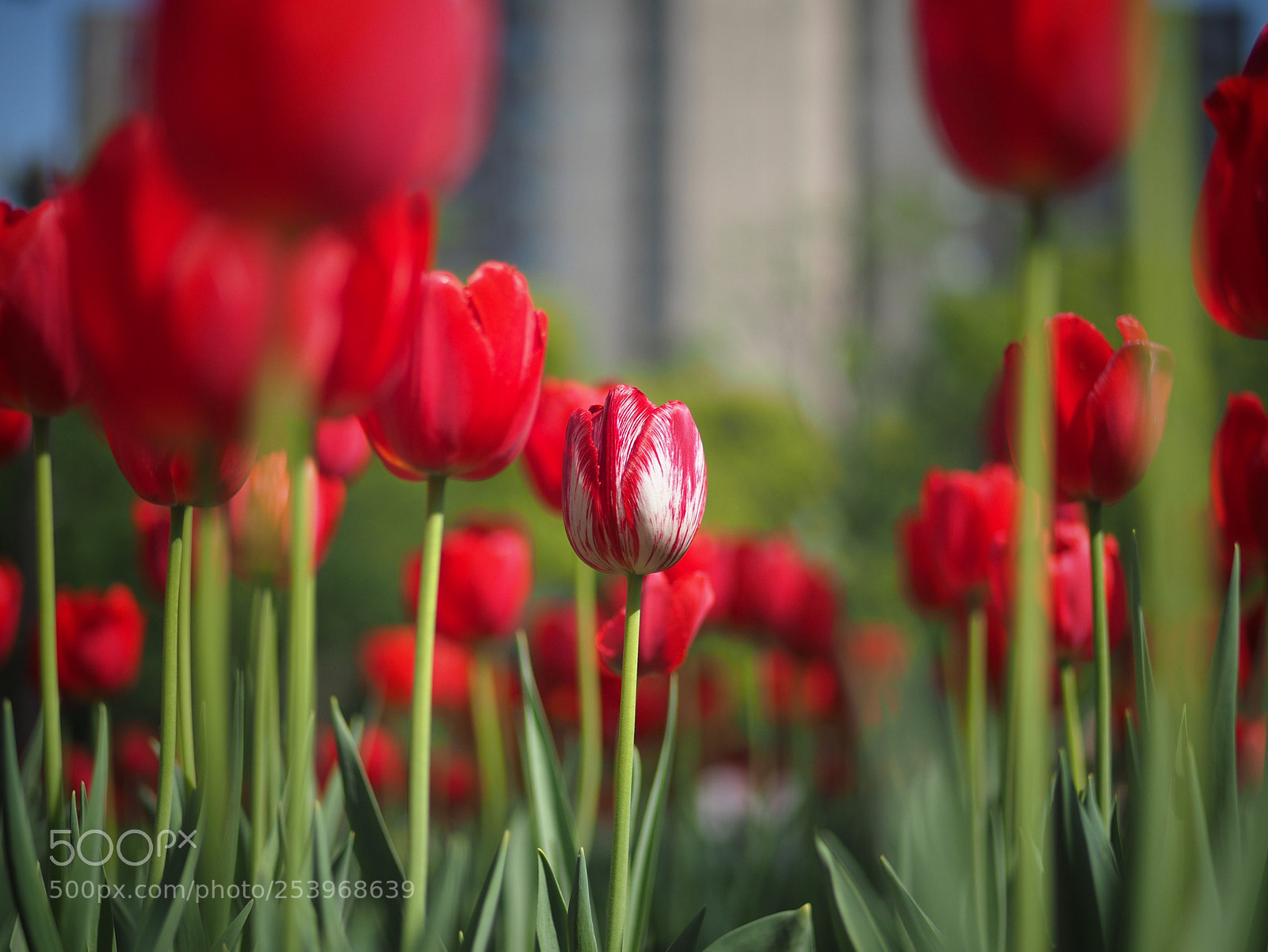 Olympus OM-D E-M10 II sample photo. With confidence photography