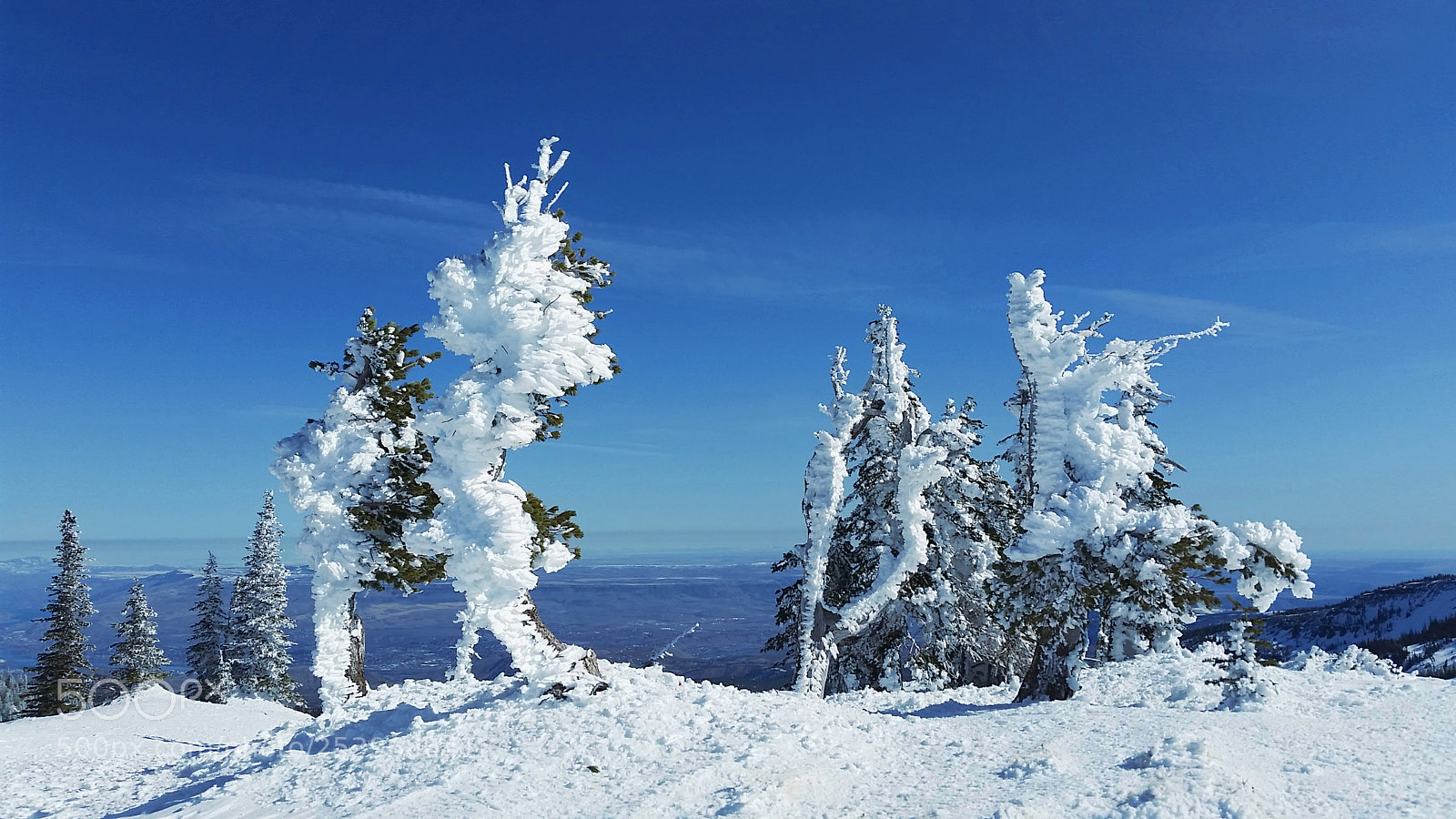 Samsung Galaxy S5 sample photo. Mission ridge frozen trees photography