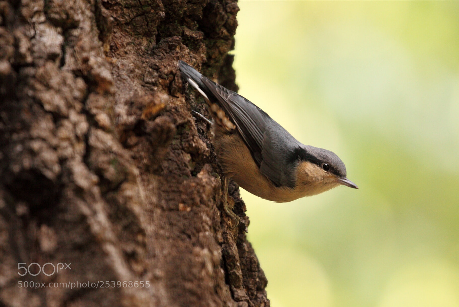 Canon EOS 5D Mark II sample photo. Untitled photography