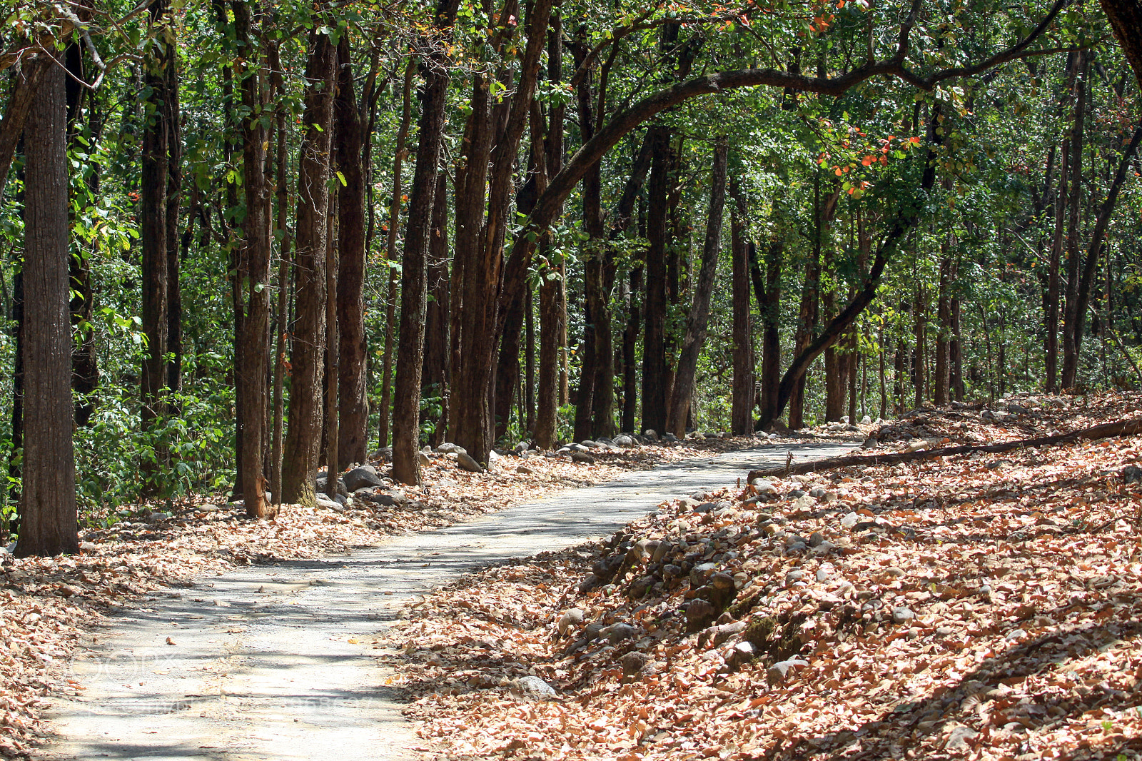 Canon EOS 50D sample photo. Park road in jim photography