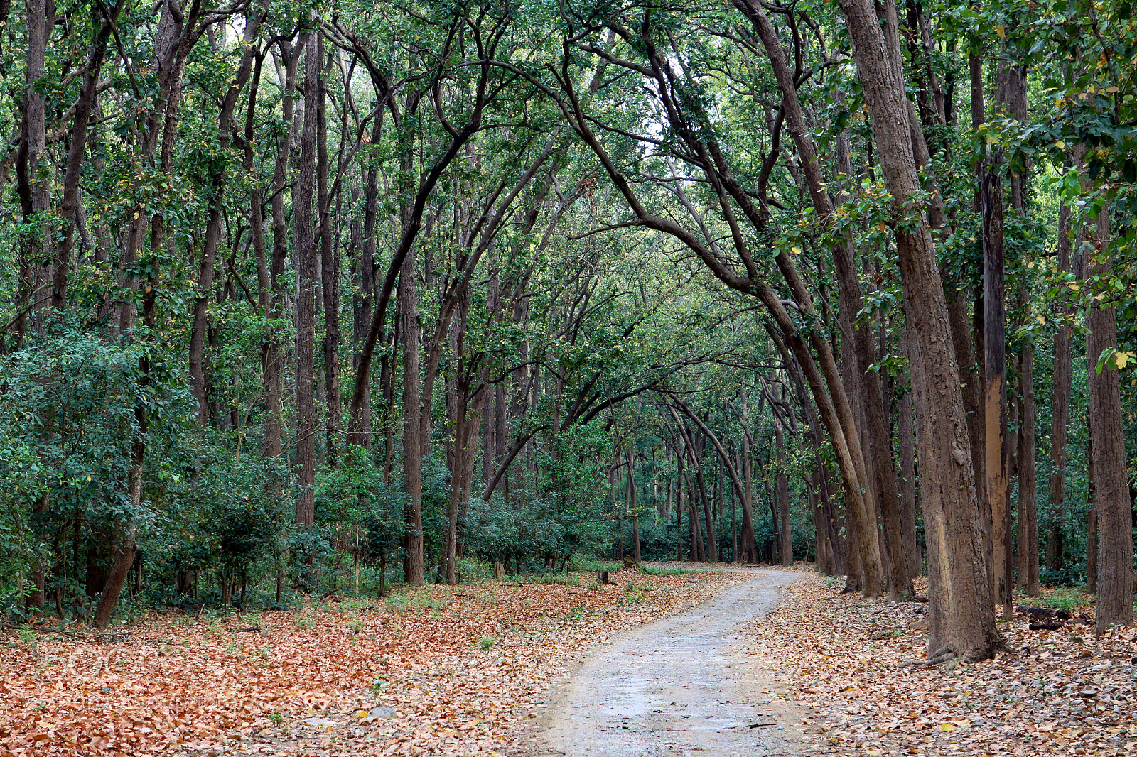 Canon EOS 50D sample photo. Park road in jim photography