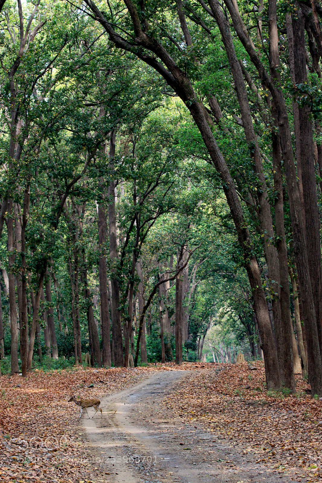 Canon EOS 50D sample photo. Park road in jim photography