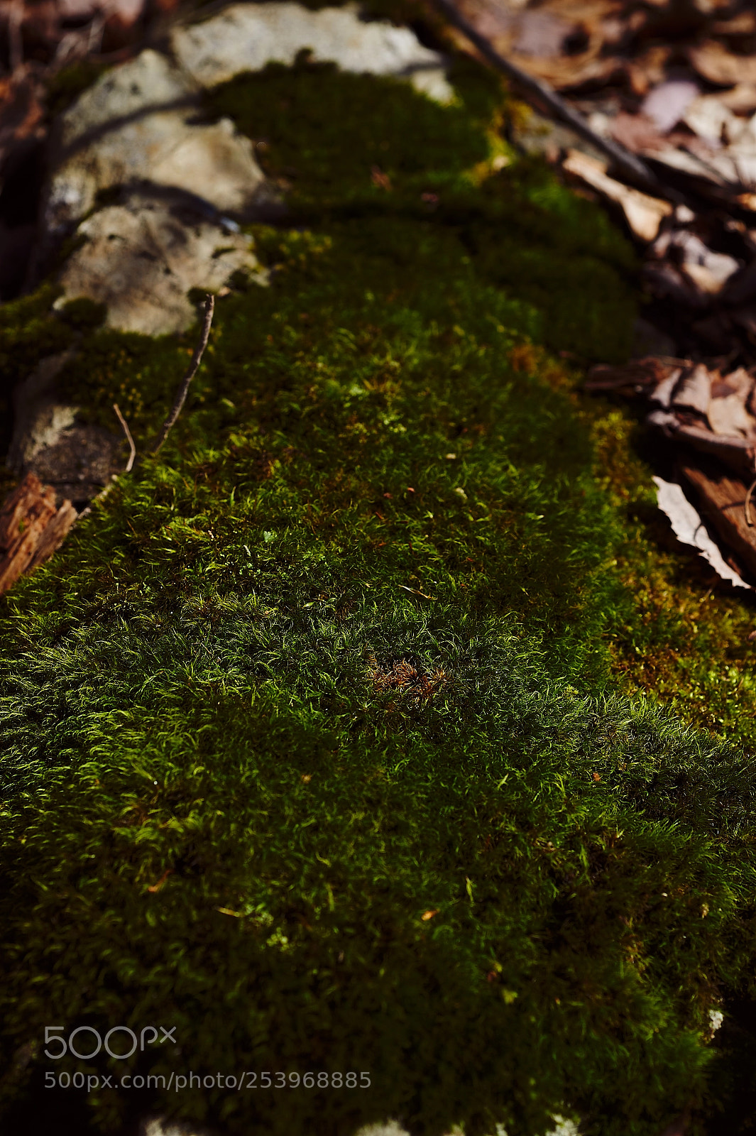 Nikon Df sample photo. Moss and texture photography