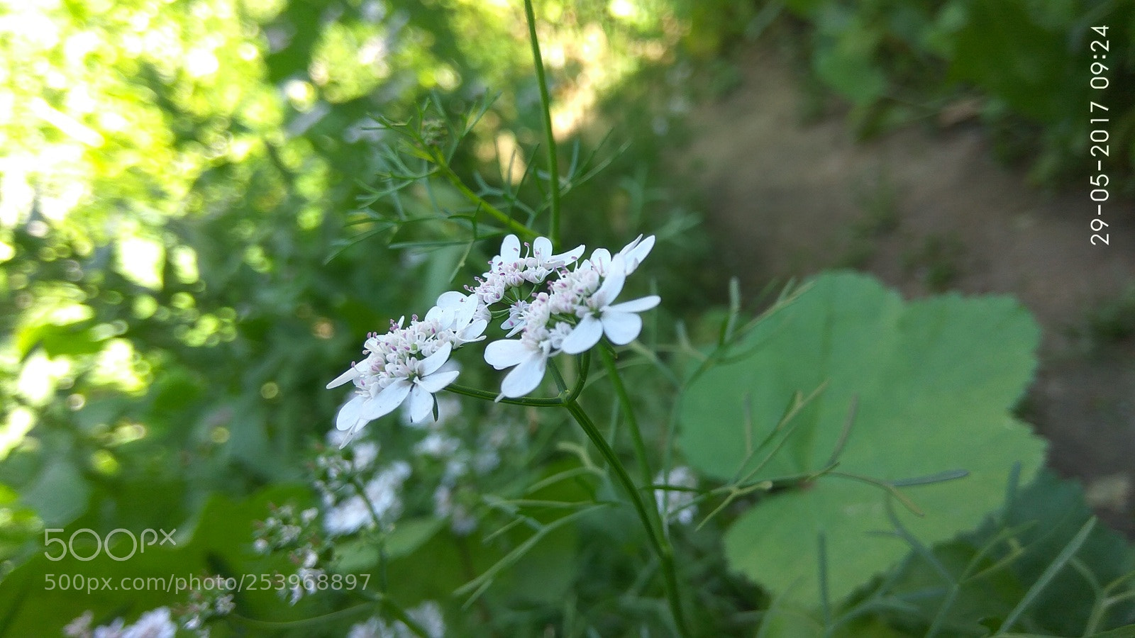 Xiaomi Redmi Note3 sample photo. 2017-08-18-16-59-16.jpg photography