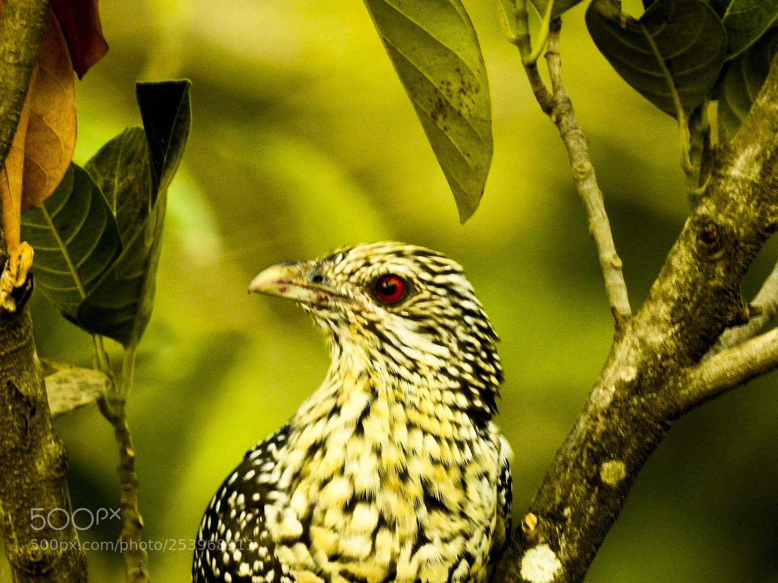 Nikon Coolpix P900 sample photo. Indian koel photography