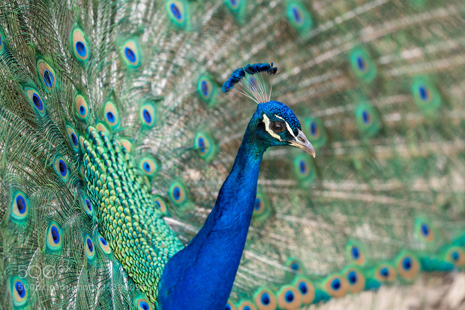 Sony a9 sample photo. Peacock photography