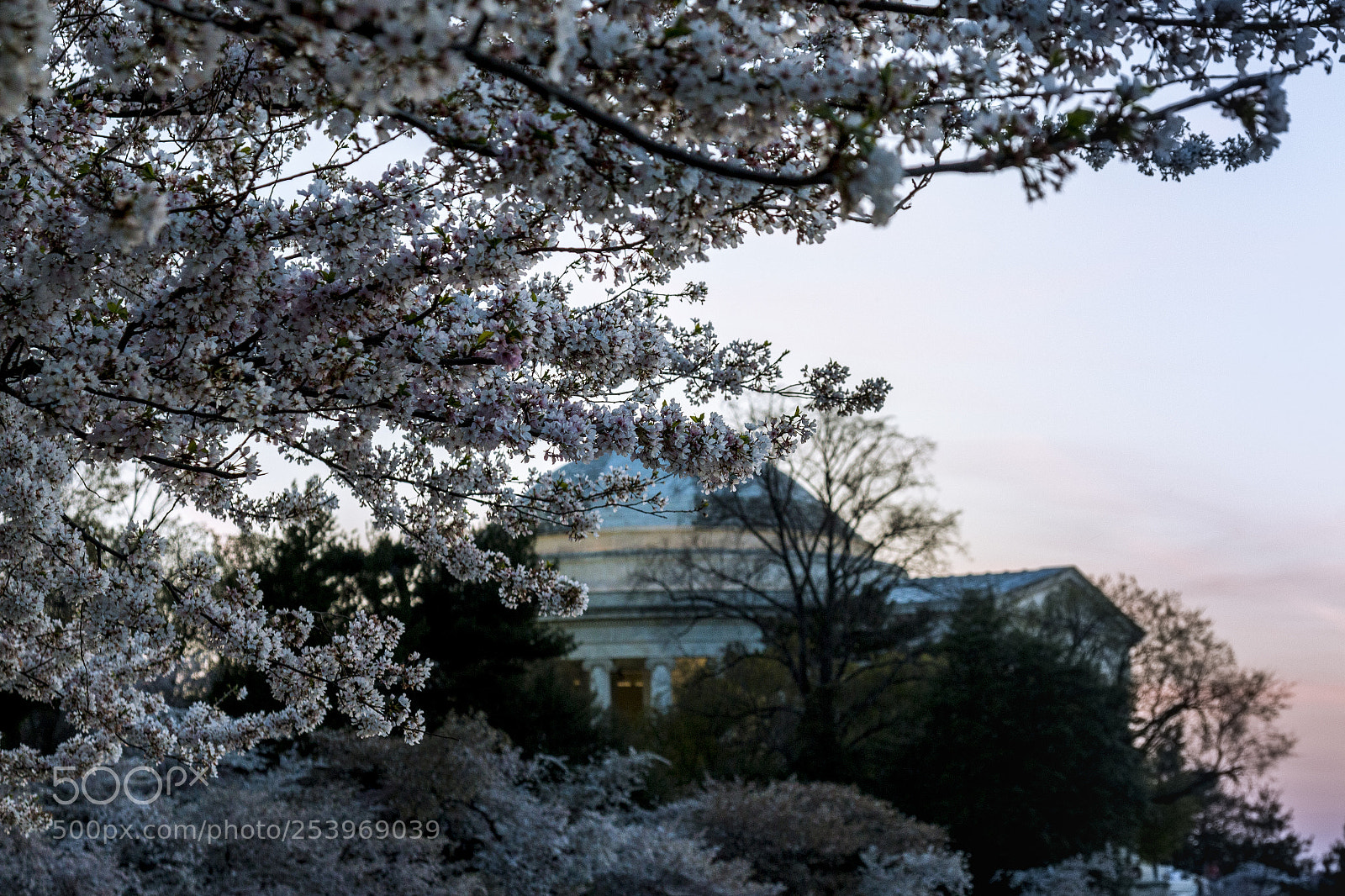 Canon EOS 70D sample photo. Cherry blossom must-have photography