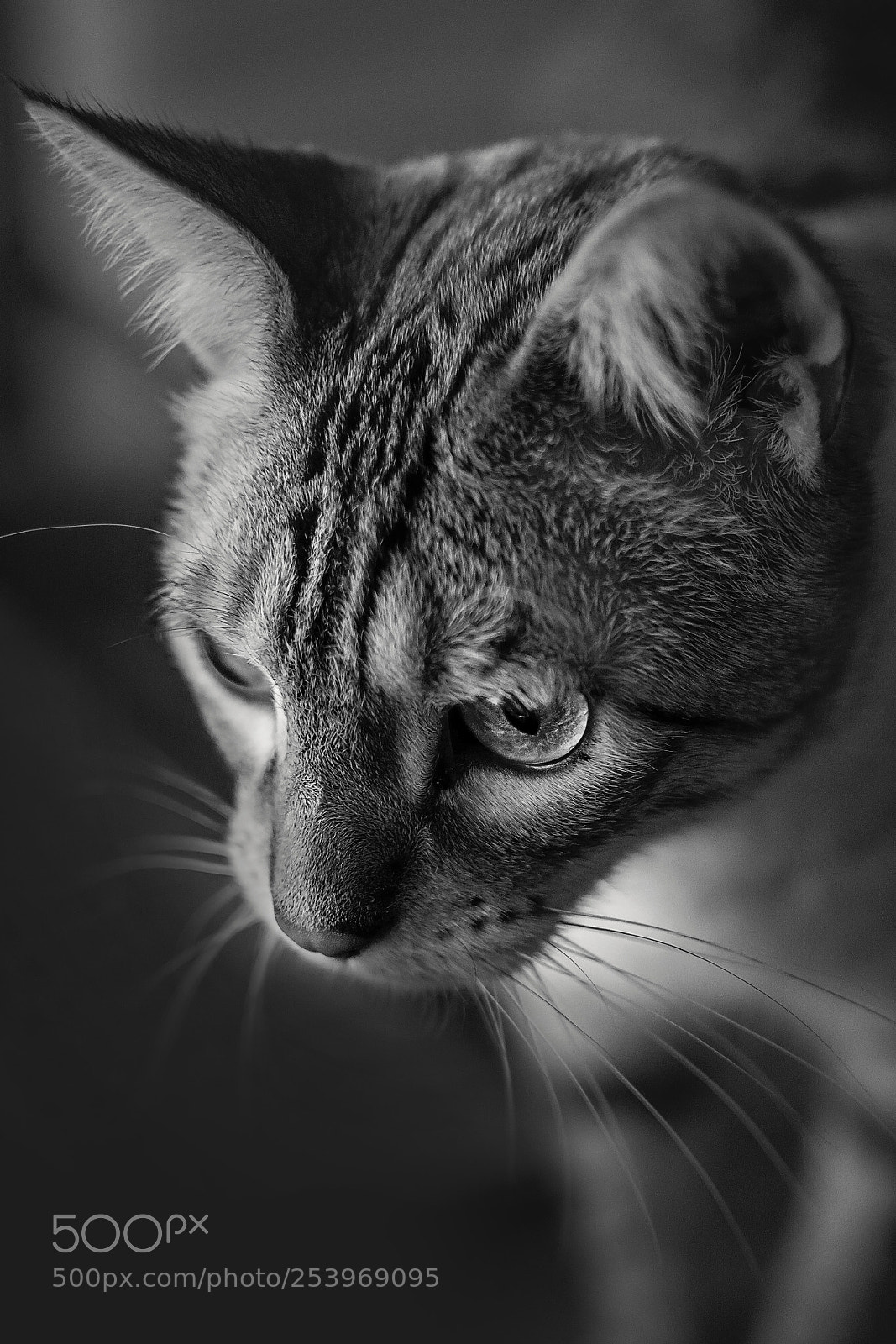 Nikon D7100 sample photo. Liam - black & white photography