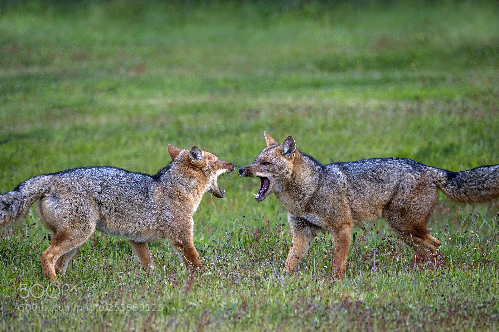 Nikon D4S sample photo. Dog fight photography