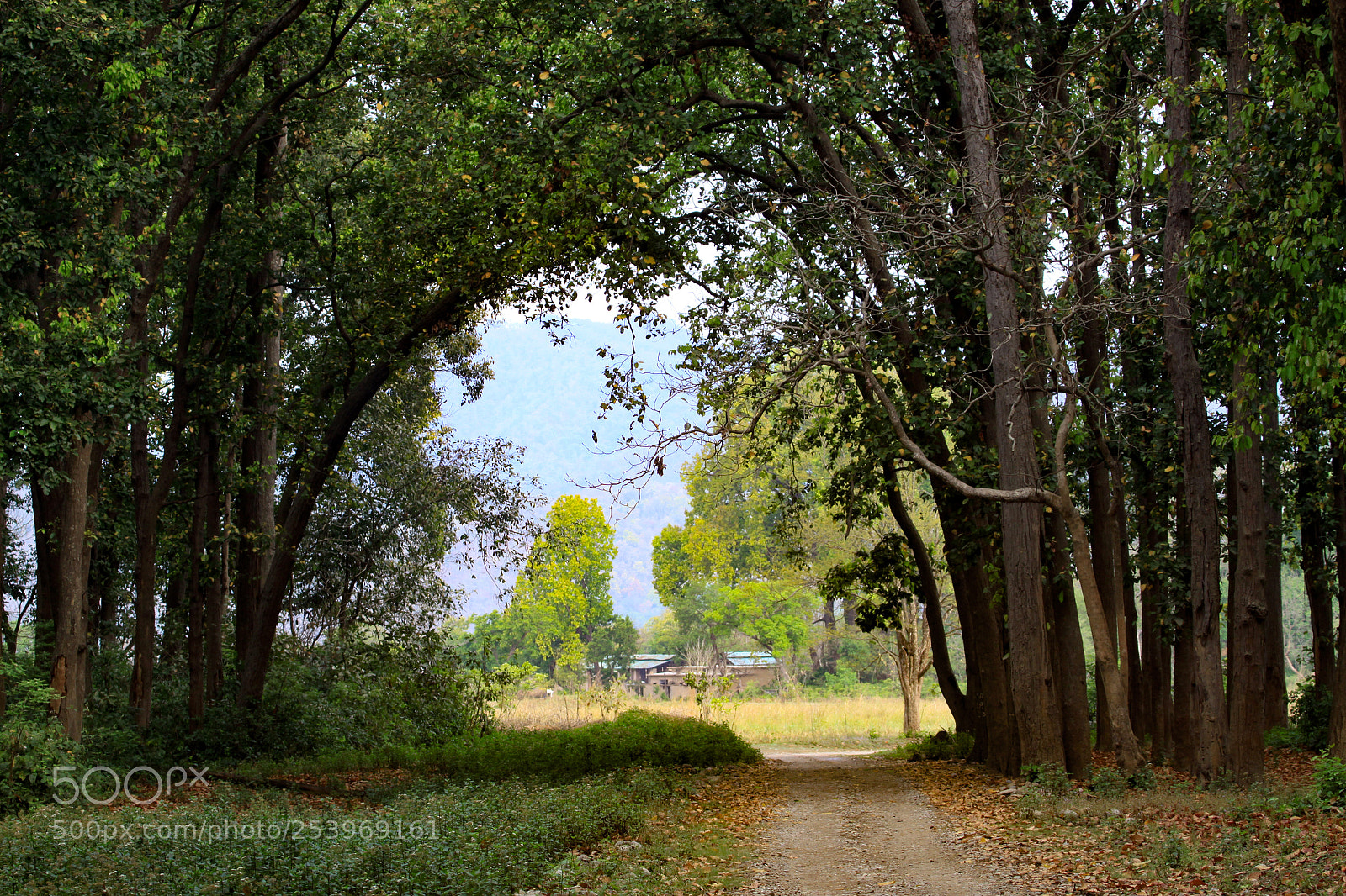 Canon EOS 50D sample photo. Park road in jim photography