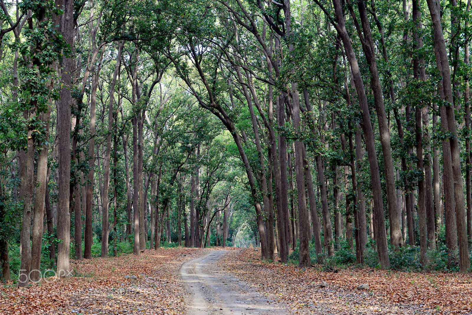 Canon EOS 50D sample photo. Park road in jim photography