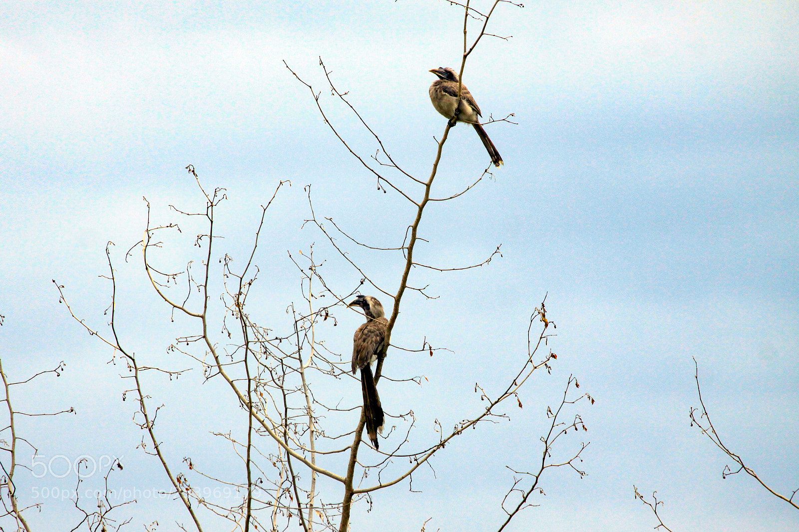 Canon EOS 50D sample photo. Grey hornbill, jim corbett photography