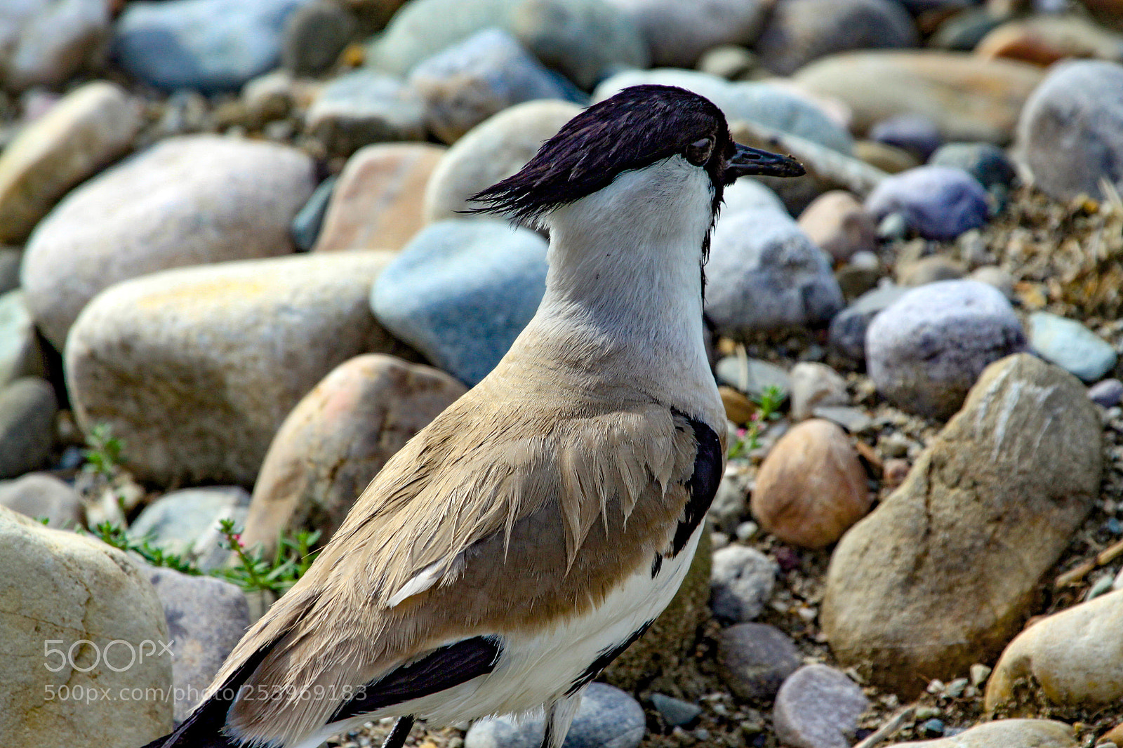 Canon EOS 50D sample photo. River lapwing, jim corbett photography
