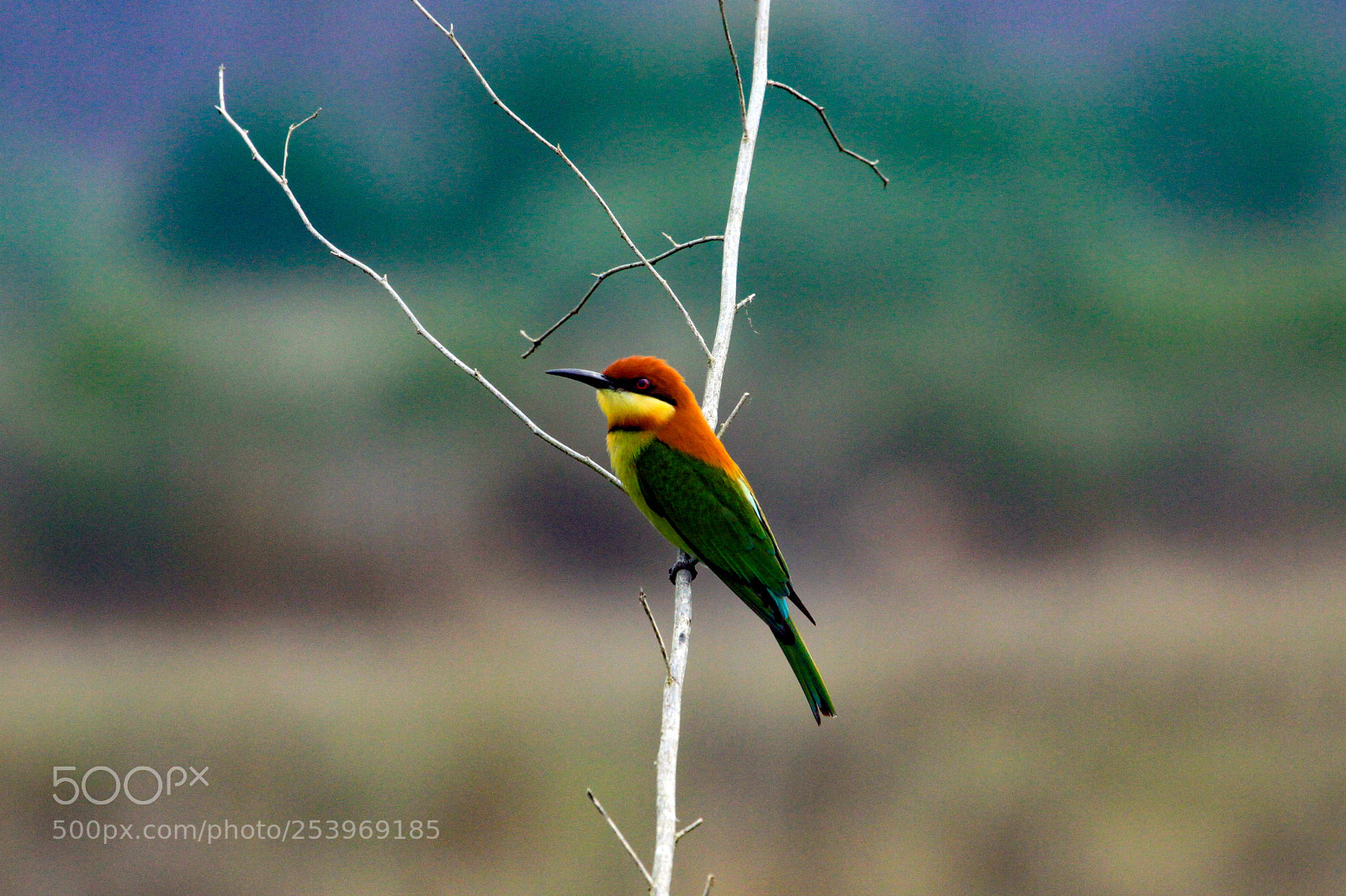Canon EOS 50D sample photo. Chestnut headed beeater, jim photography