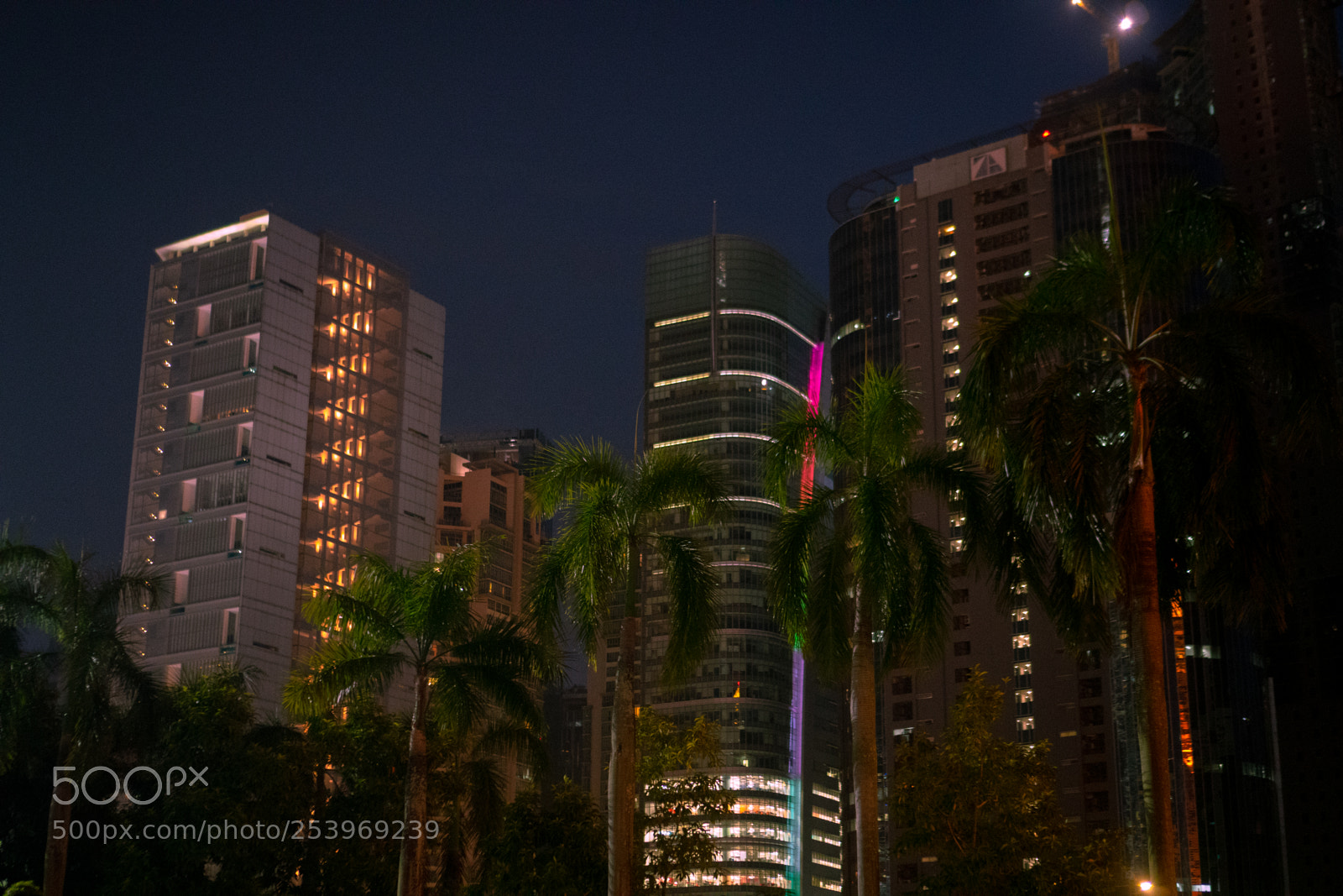 Sony a6300 sample photo. Palm trees photography