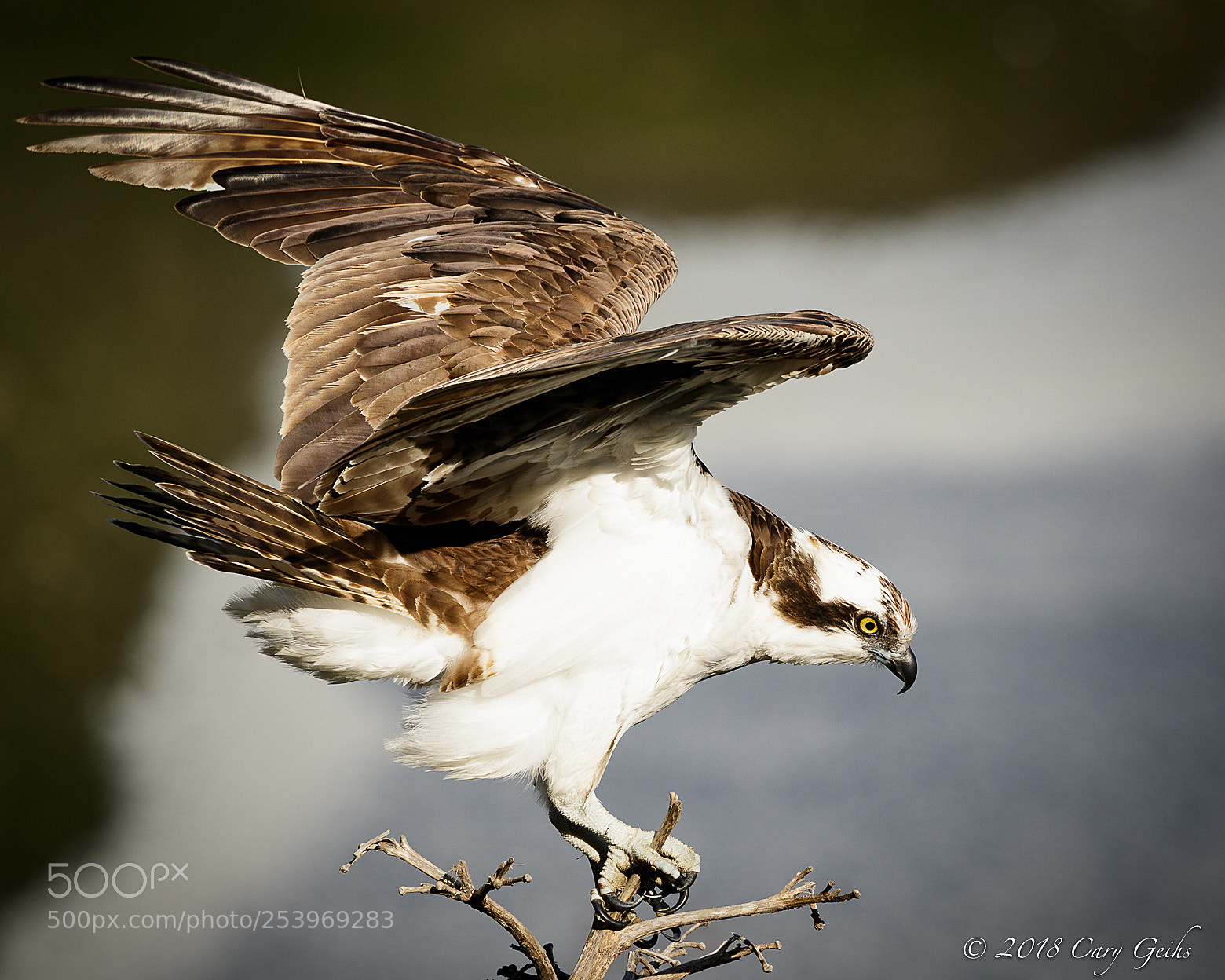 Canon EOS 7D Mark II sample photo. Seahawk photography