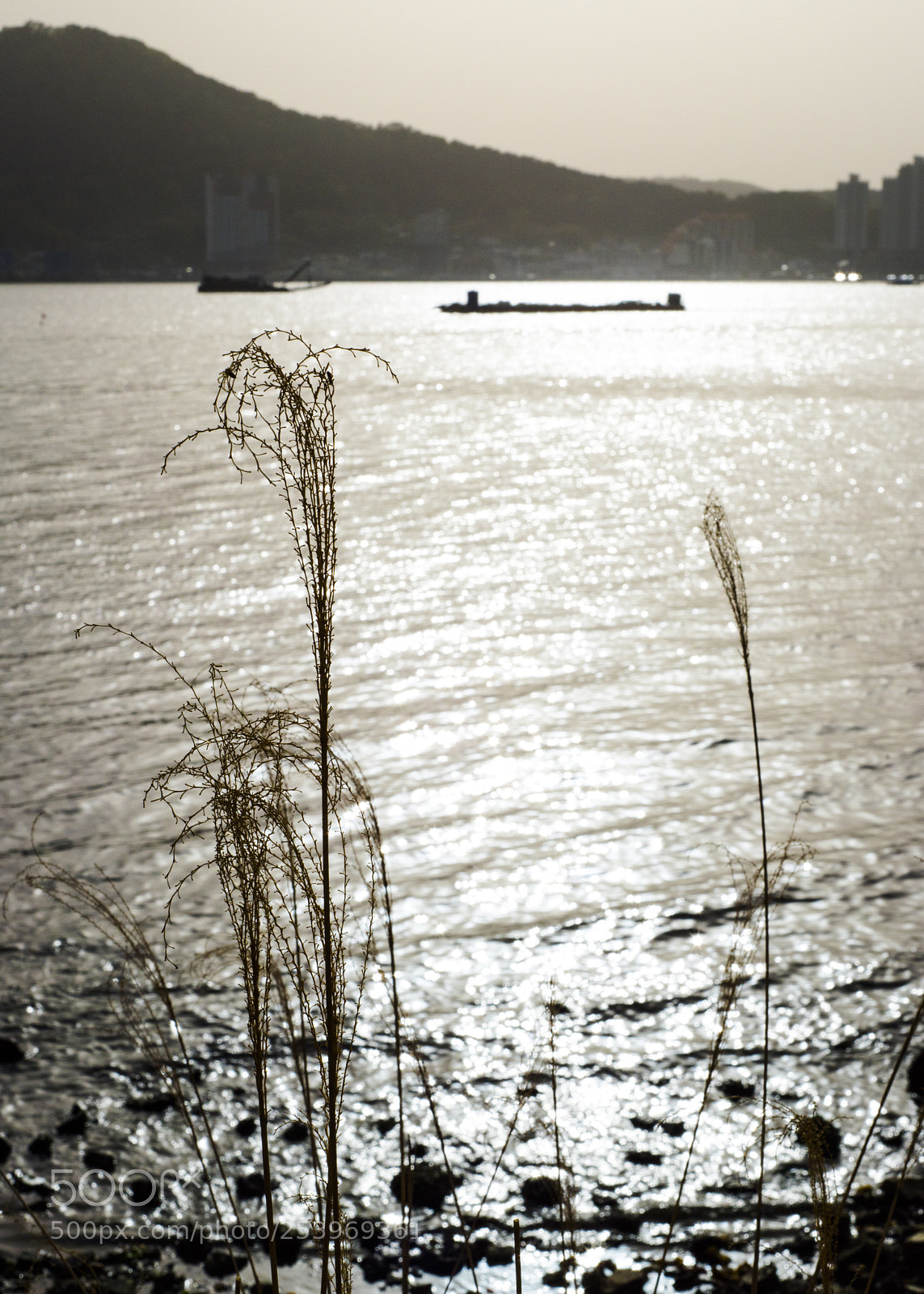 Nikon D810 sample photo. In a sea photography
