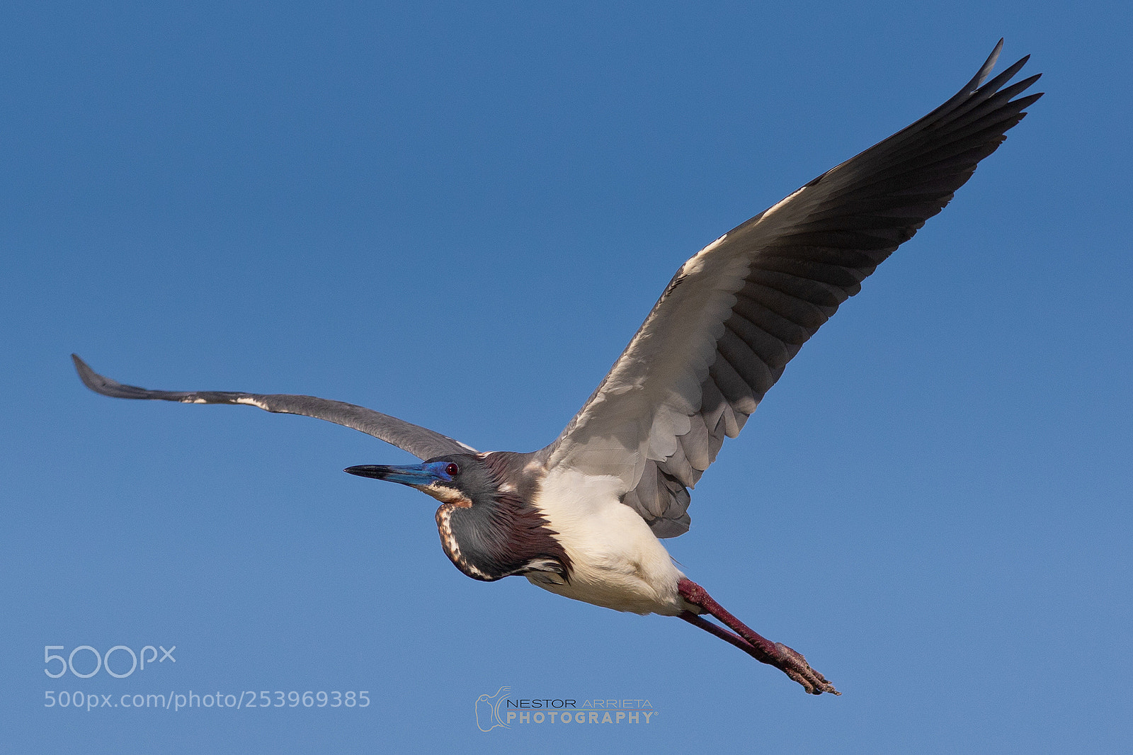 Canon EOS 7D Mark II sample photo. Egretta tricolor photography