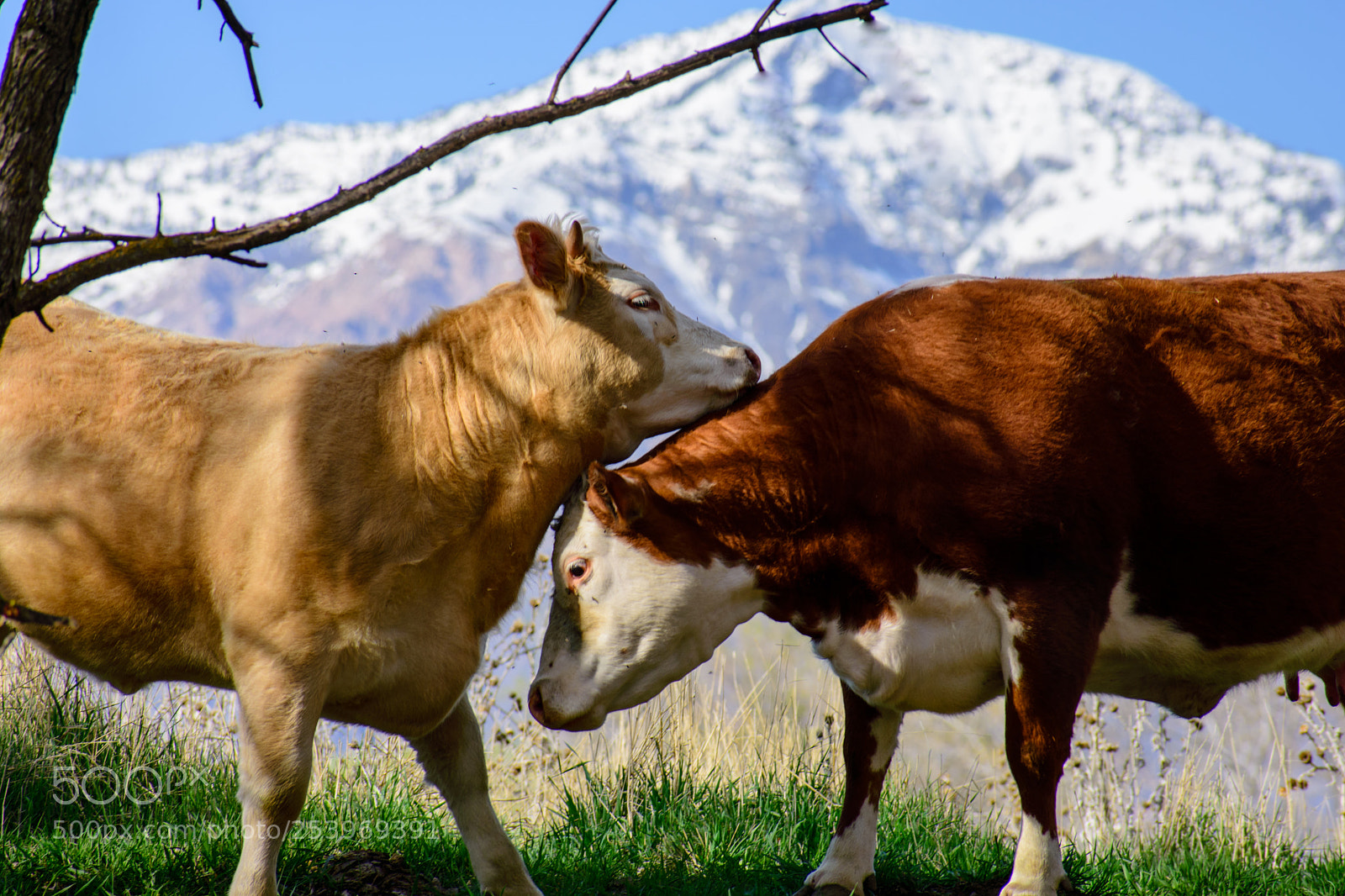 Nikon D3400 sample photo. Bovine beauties photography