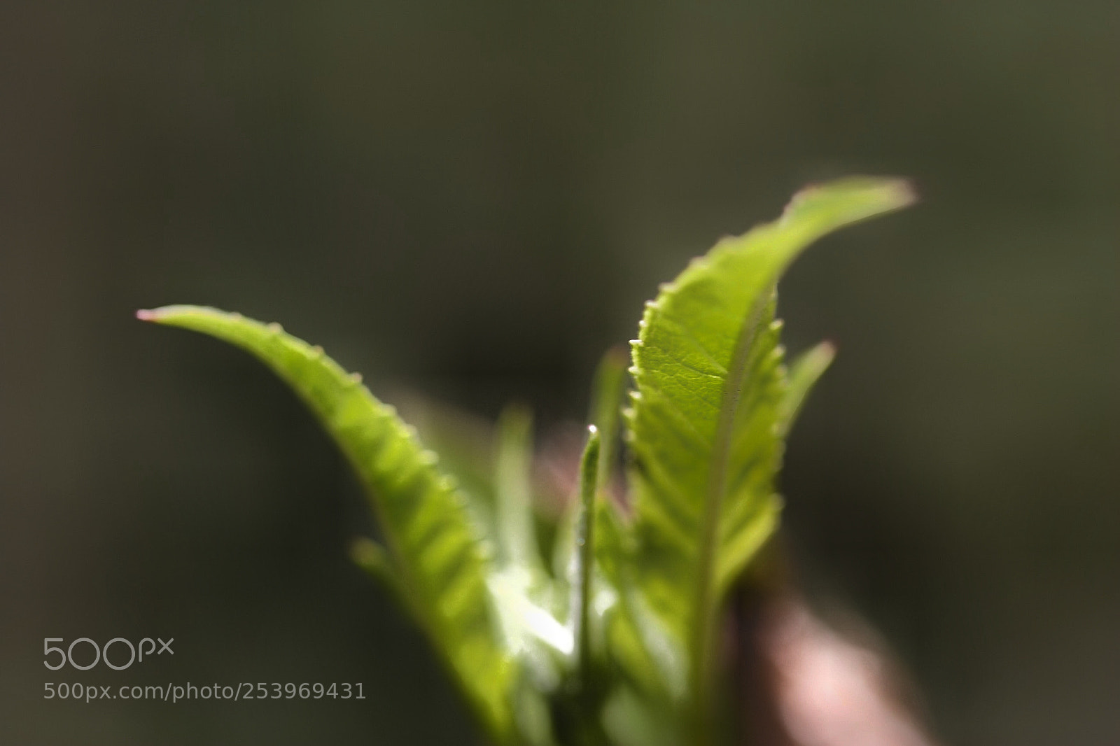 Canon EOS 20D sample photo. Untitled photography
