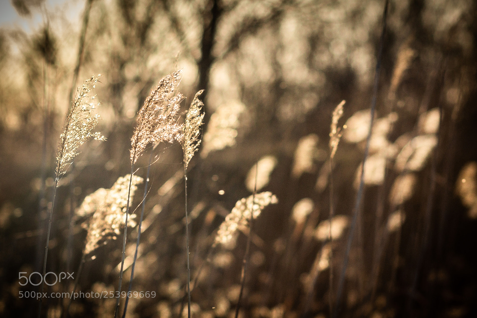 Canon EOS 80D sample photo. Lambency photography