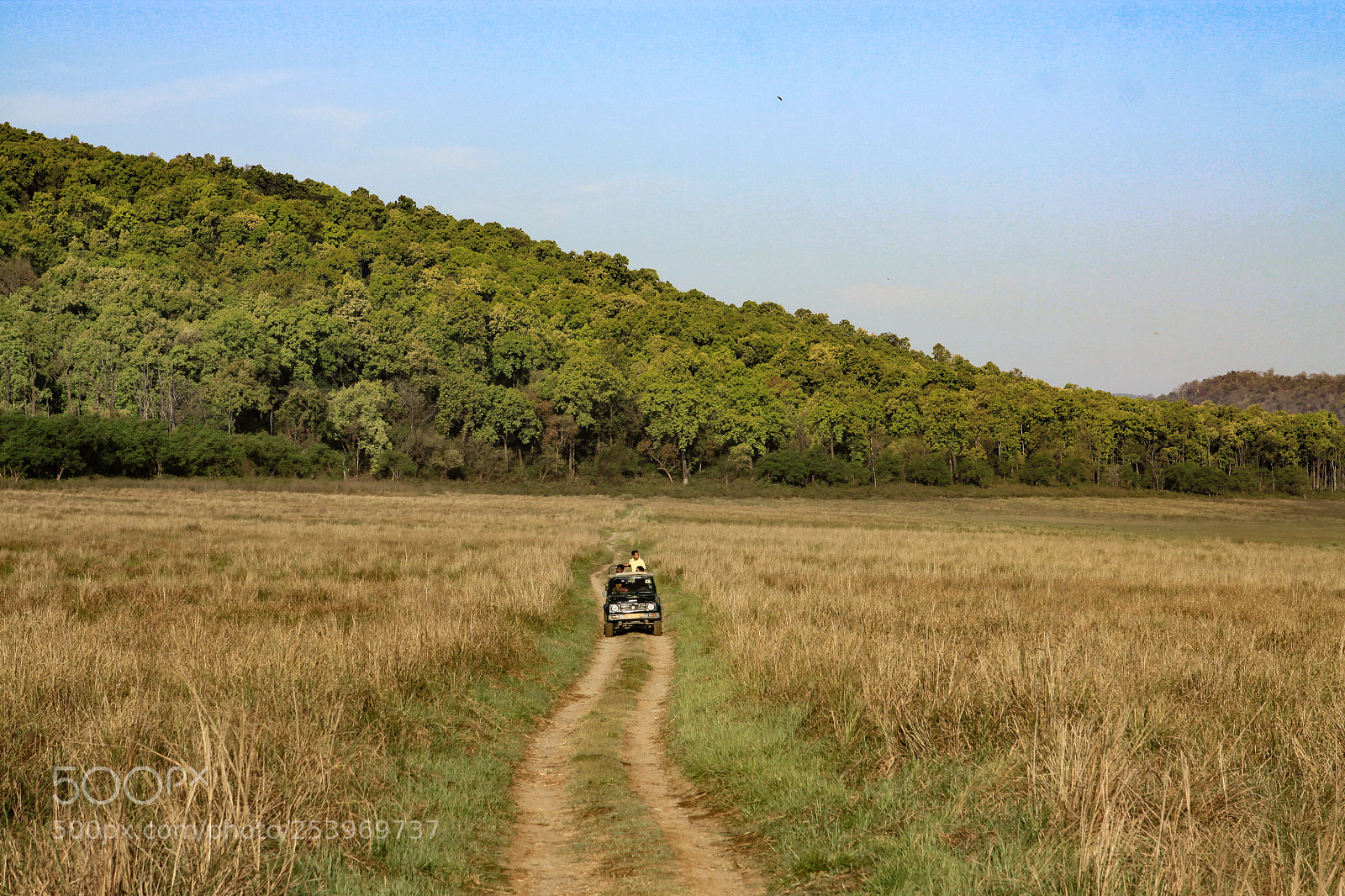 Canon EOS 50D sample photo. Safari in jim corbett photography