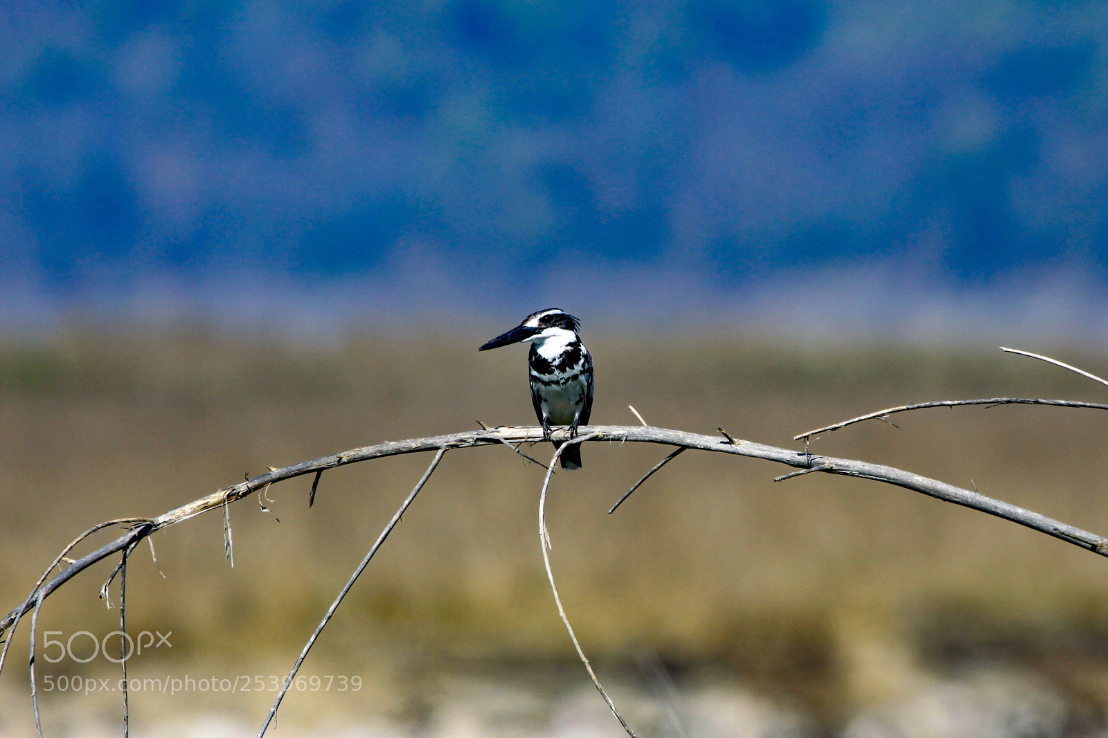 Canon EOS 50D sample photo. Pied kingfisher, jim corbett photography