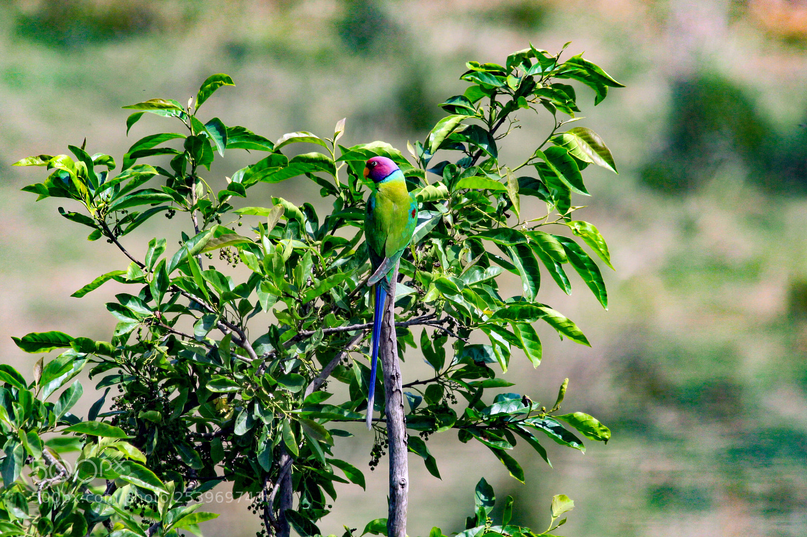 Canon EOS 50D sample photo. Plum headed parakeet, jim photography