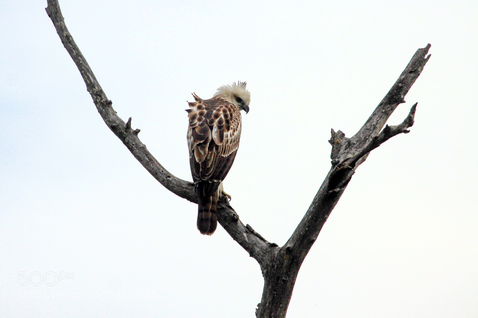 Canon EOS 50D sample photo. Changeable hawk-eagle, jim corbett photography