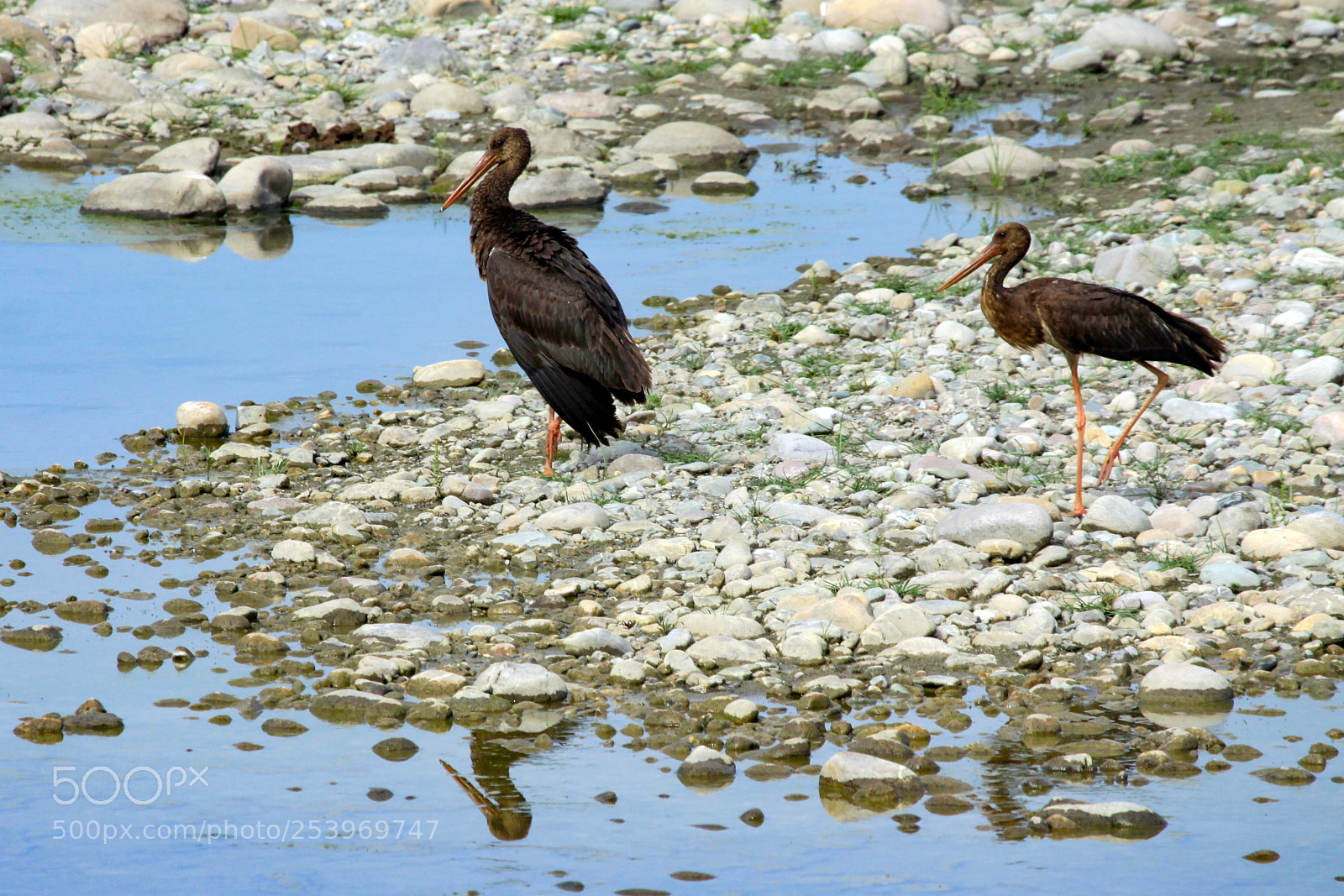 Canon EOS 50D sample photo. Black stork, jim corbett photography