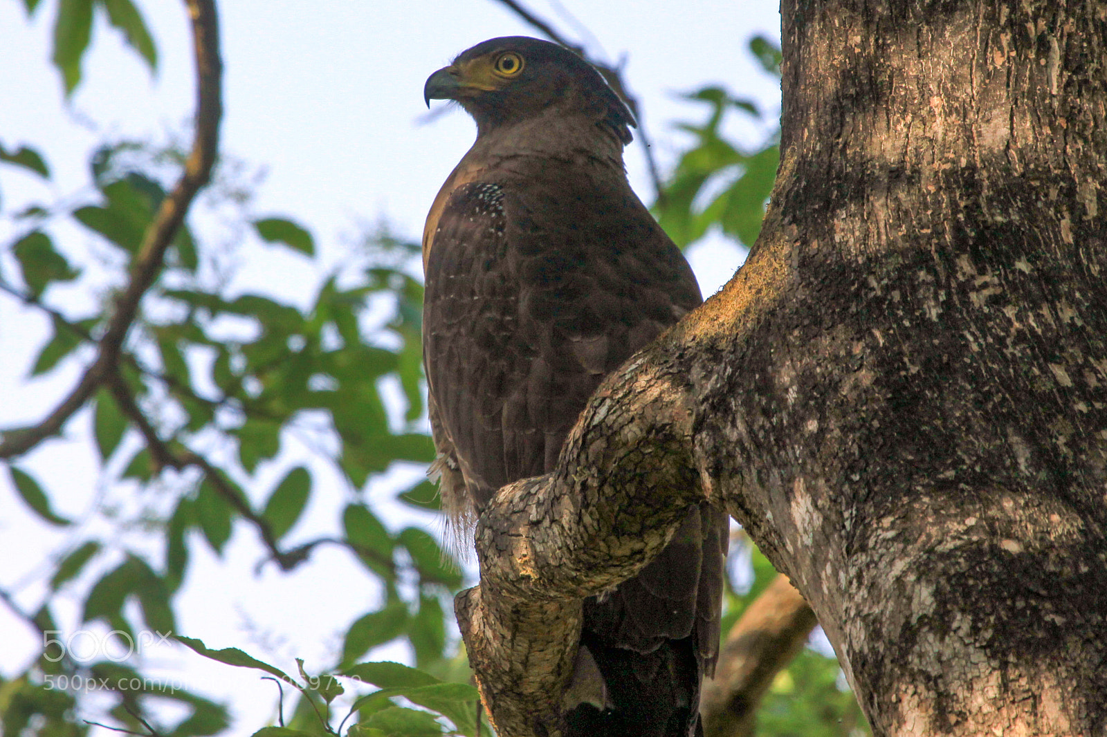 Canon EOS 50D sample photo. Crested serpent eagle, jim photography