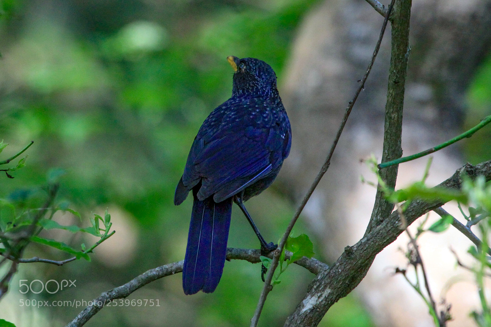 Canon EOS 50D sample photo. Blue whistling thrush, jim photography