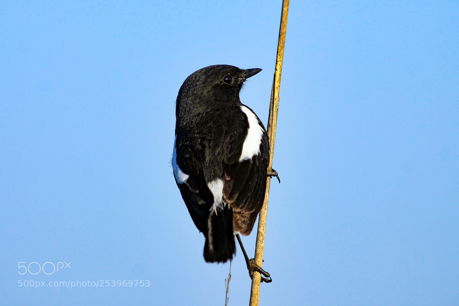 Canon EOS 50D sample photo. Pied bushchat, jim corbett photography