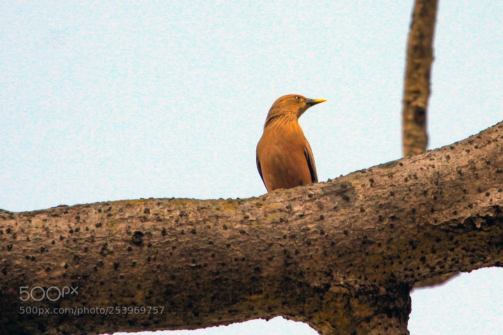 Canon EOS 50D sample photo. Blythe's starling, jim corbett photography