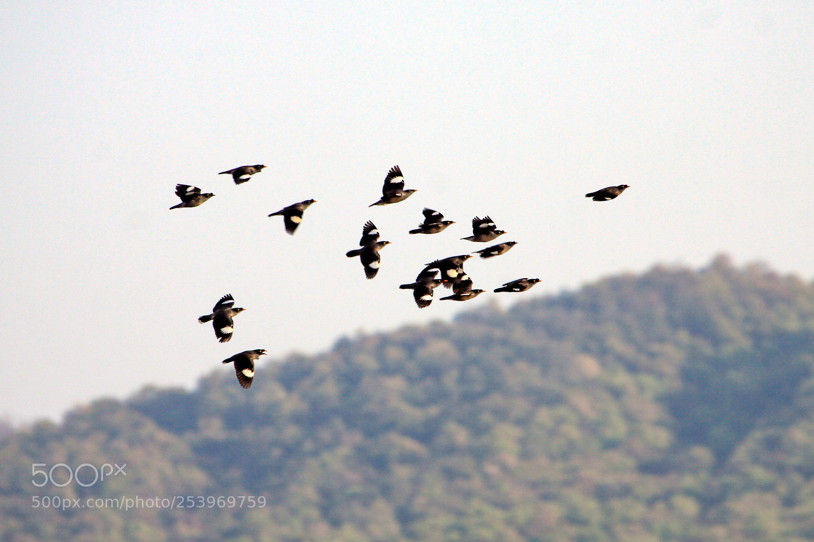 Canon EOS 50D sample photo. Common mynah, jim corbett photography