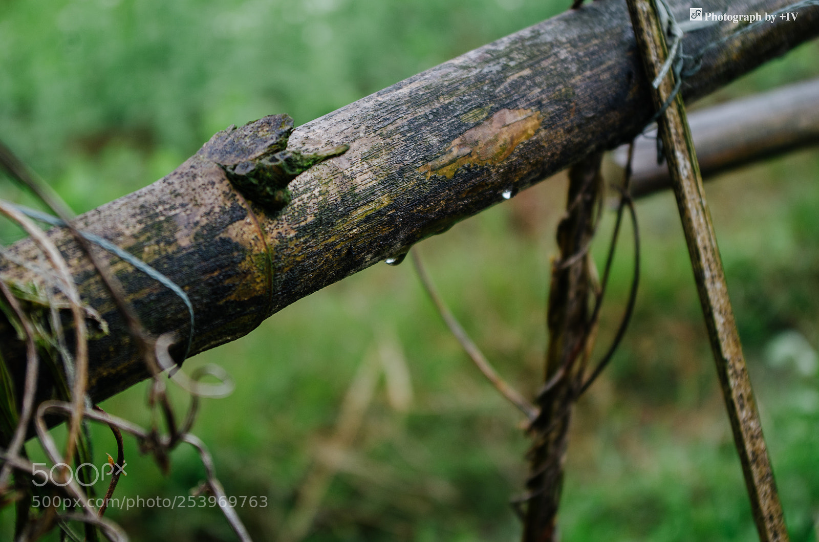 Pentax K-30 sample photo. Untitled photography