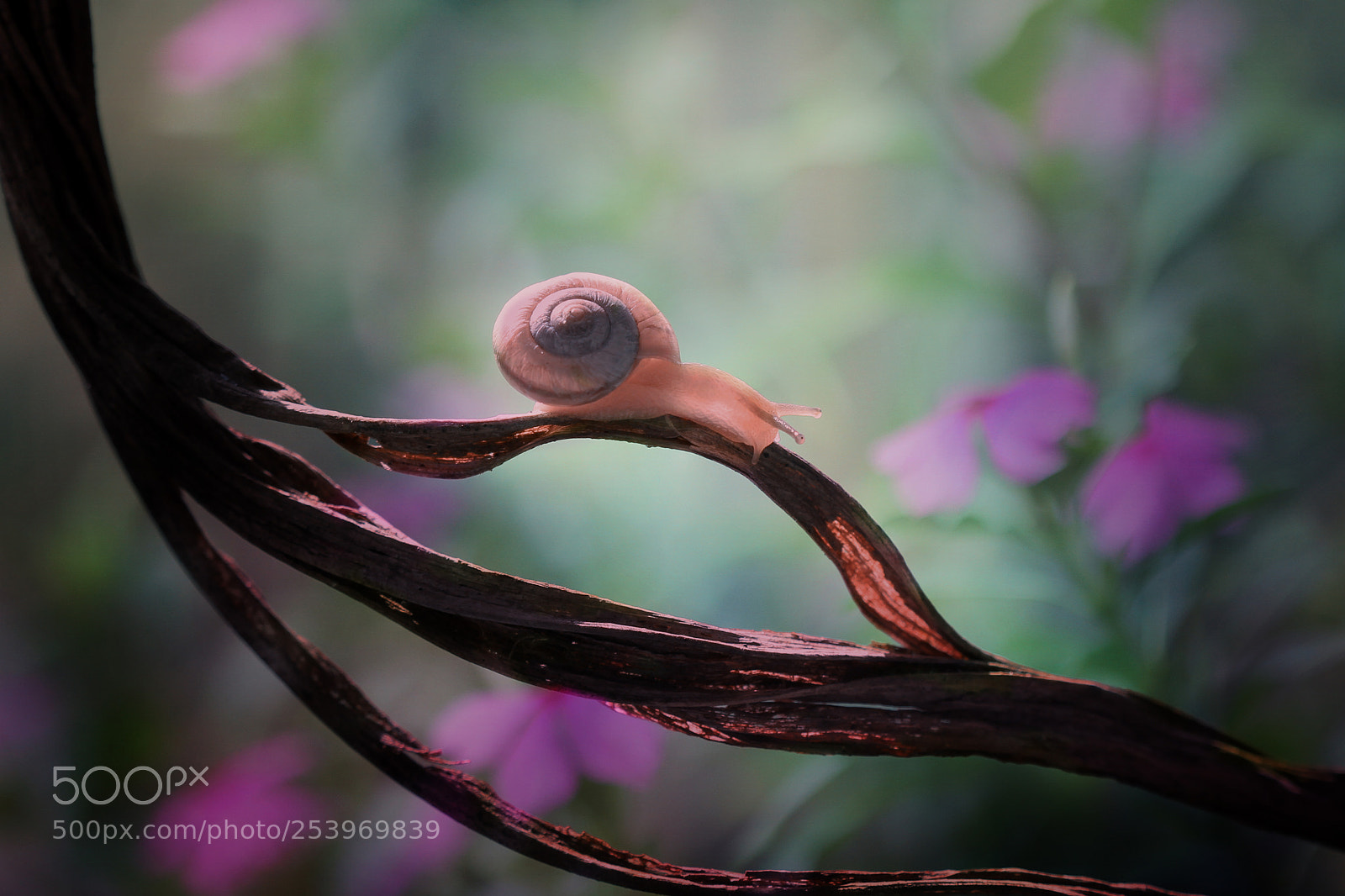 Canon EOS 7D sample photo. Snail photography