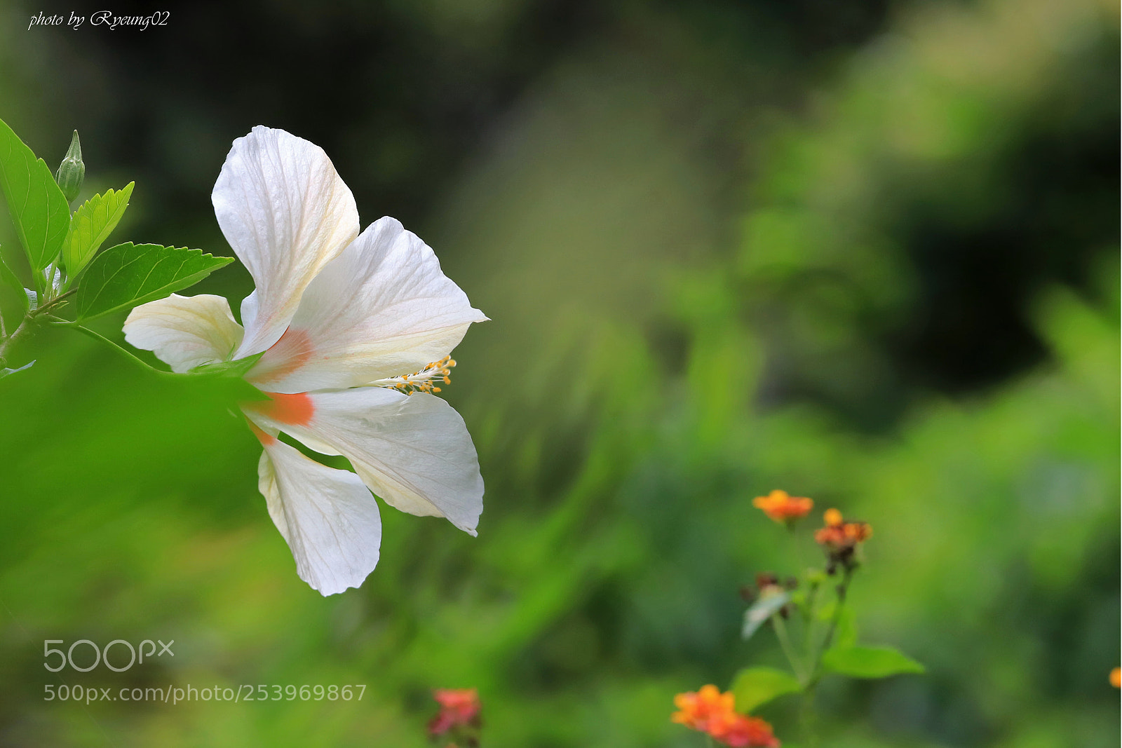 Canon EOS 6D Mark II sample photo. A distinctive flower inside photography