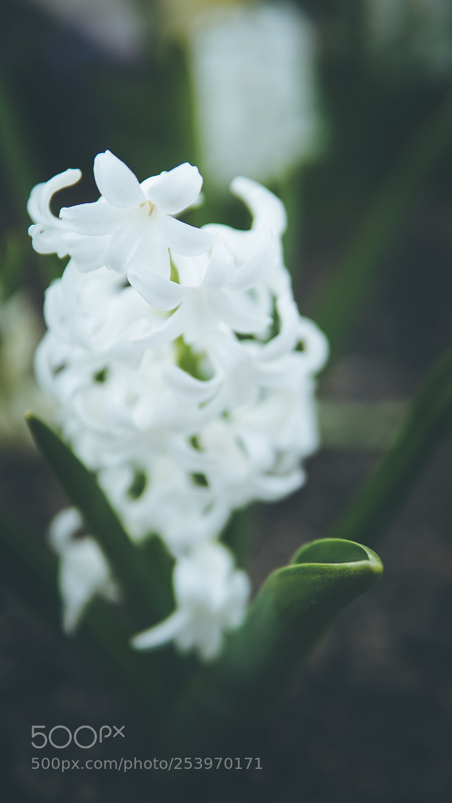 Sony a6000 sample photo. Flowers photography