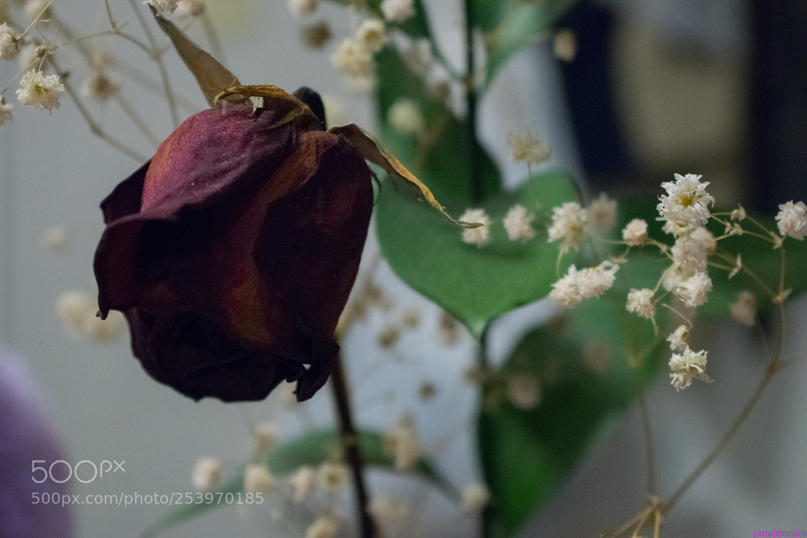 Nikon D5300 sample photo. Valentine rose photography