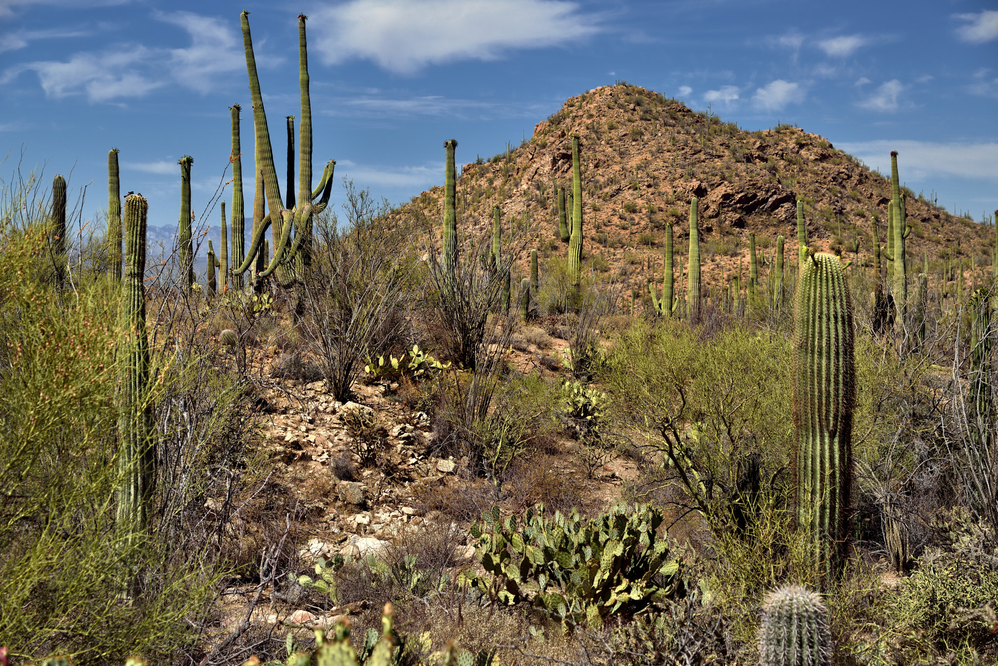 Nikon D800E + Nikon AF-S Nikkor 24-120mm F4G ED VR sample photo. Hills, blues skies and clouds for a backdrop of saguaro cactus photography