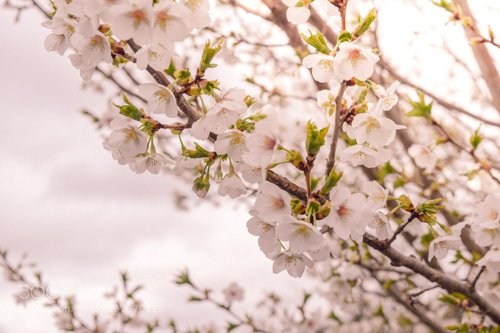 Nikon D3300 sample photo. Spring 2 photography
