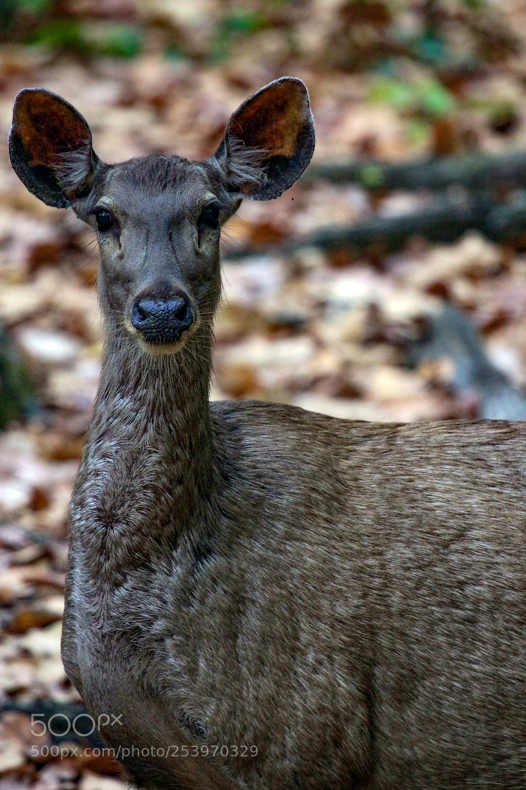 Canon EOS 50D sample photo. Sambhar deer female photography