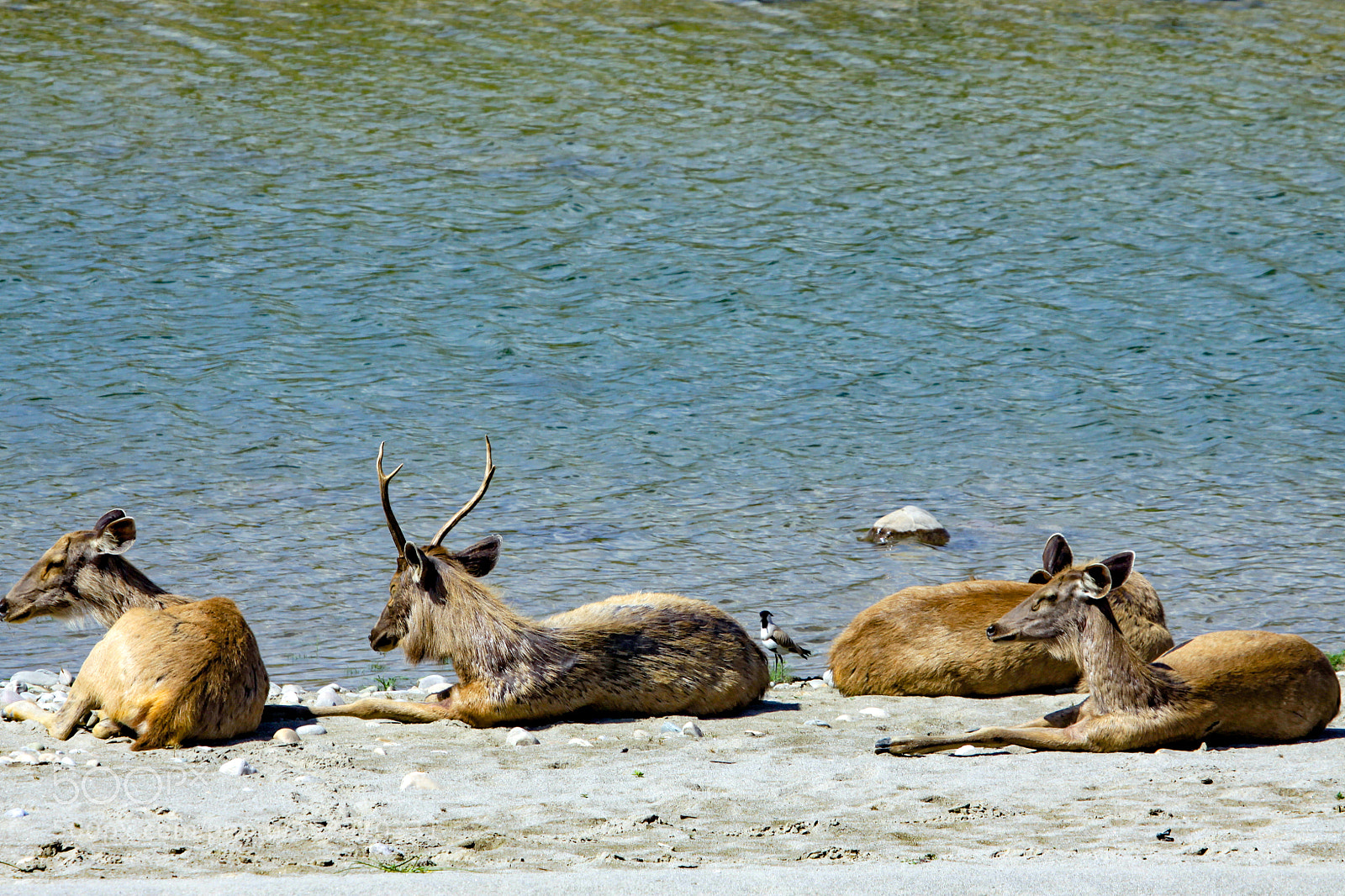 Canon EOS 50D sample photo. Sambhar deer, jim corbett photography