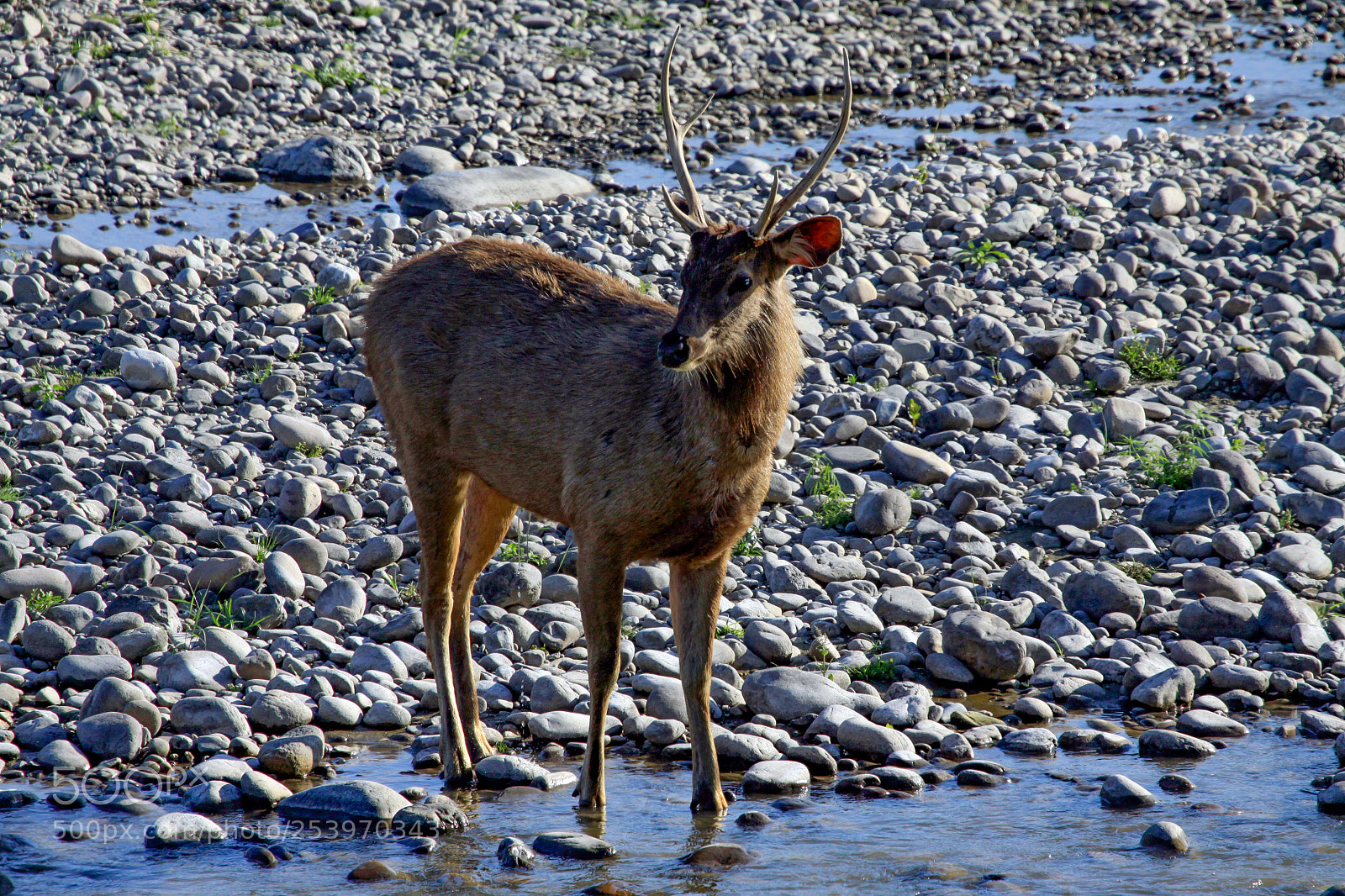 Canon EOS 50D sample photo. Sambhar deer male photography