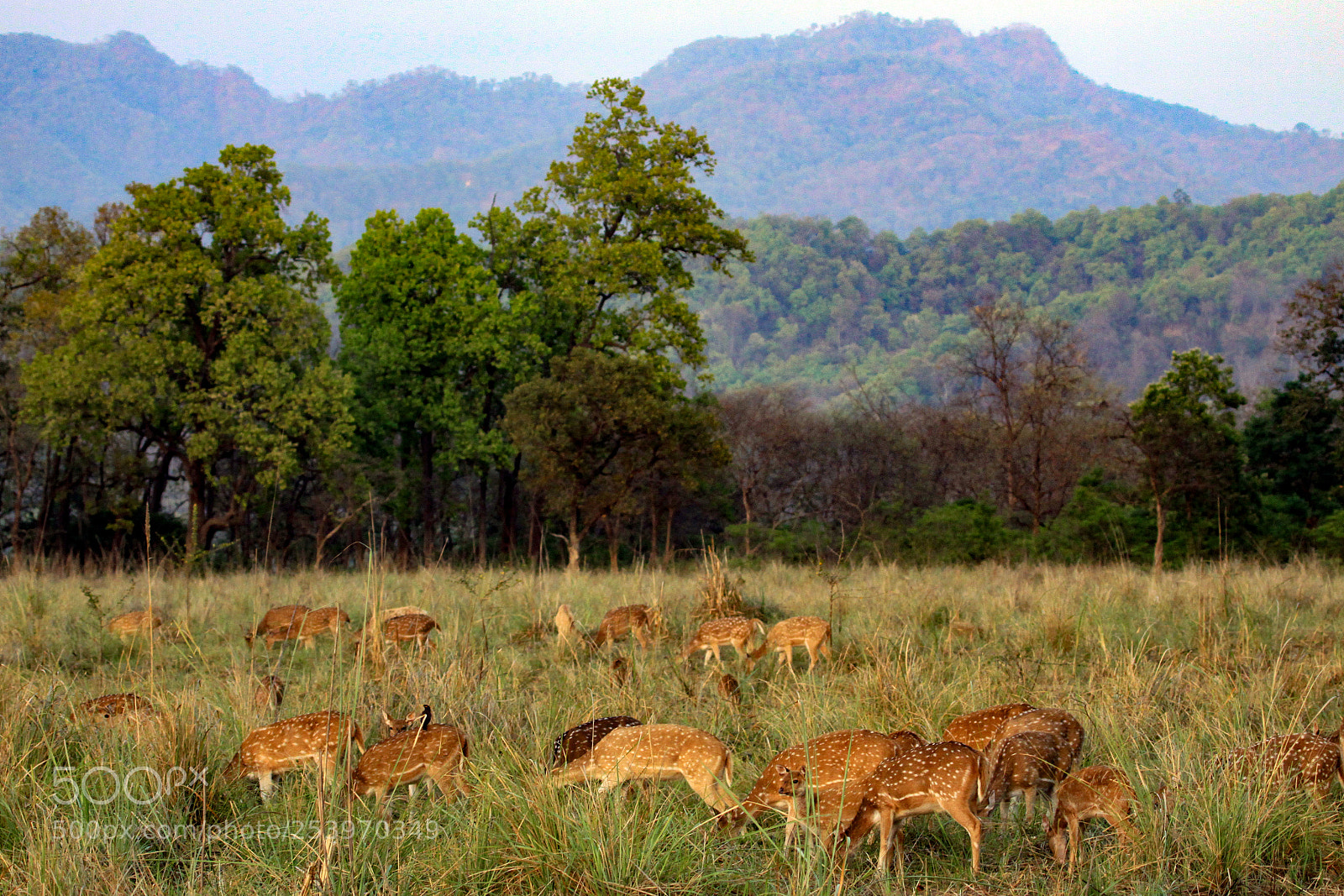 Canon EOS 50D sample photo. Spotted deer, jim corbett photography