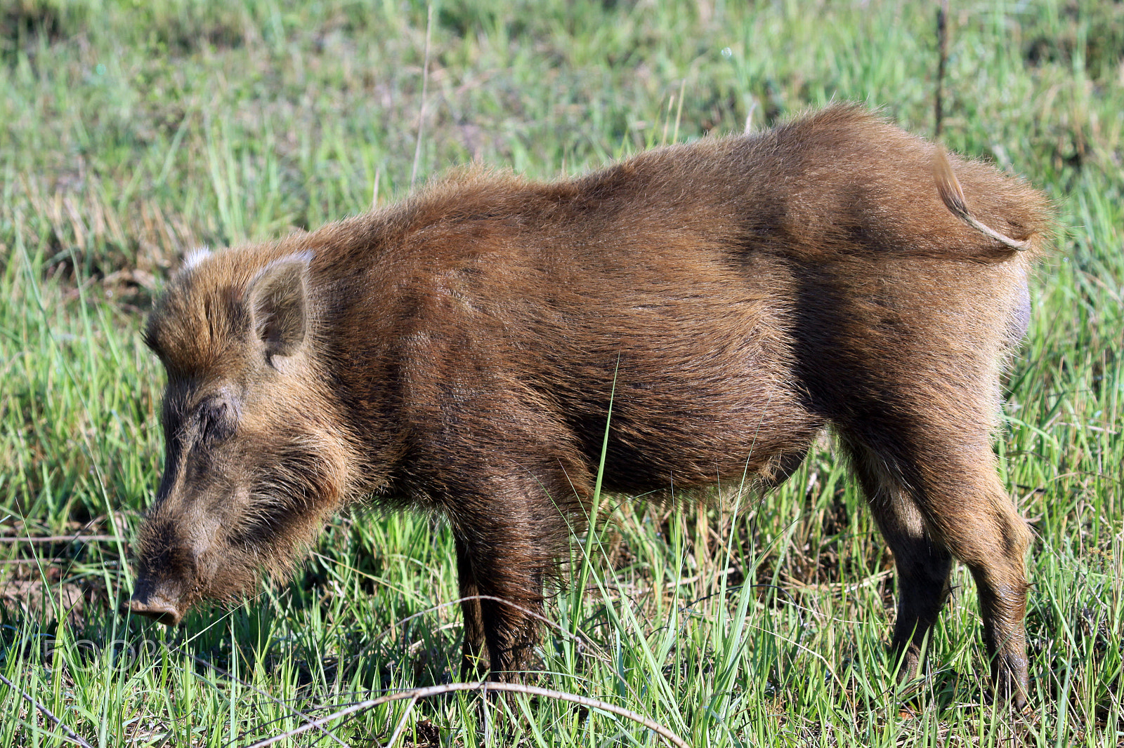 Canon EOS 50D sample photo. Wild boar, jim corbett photography