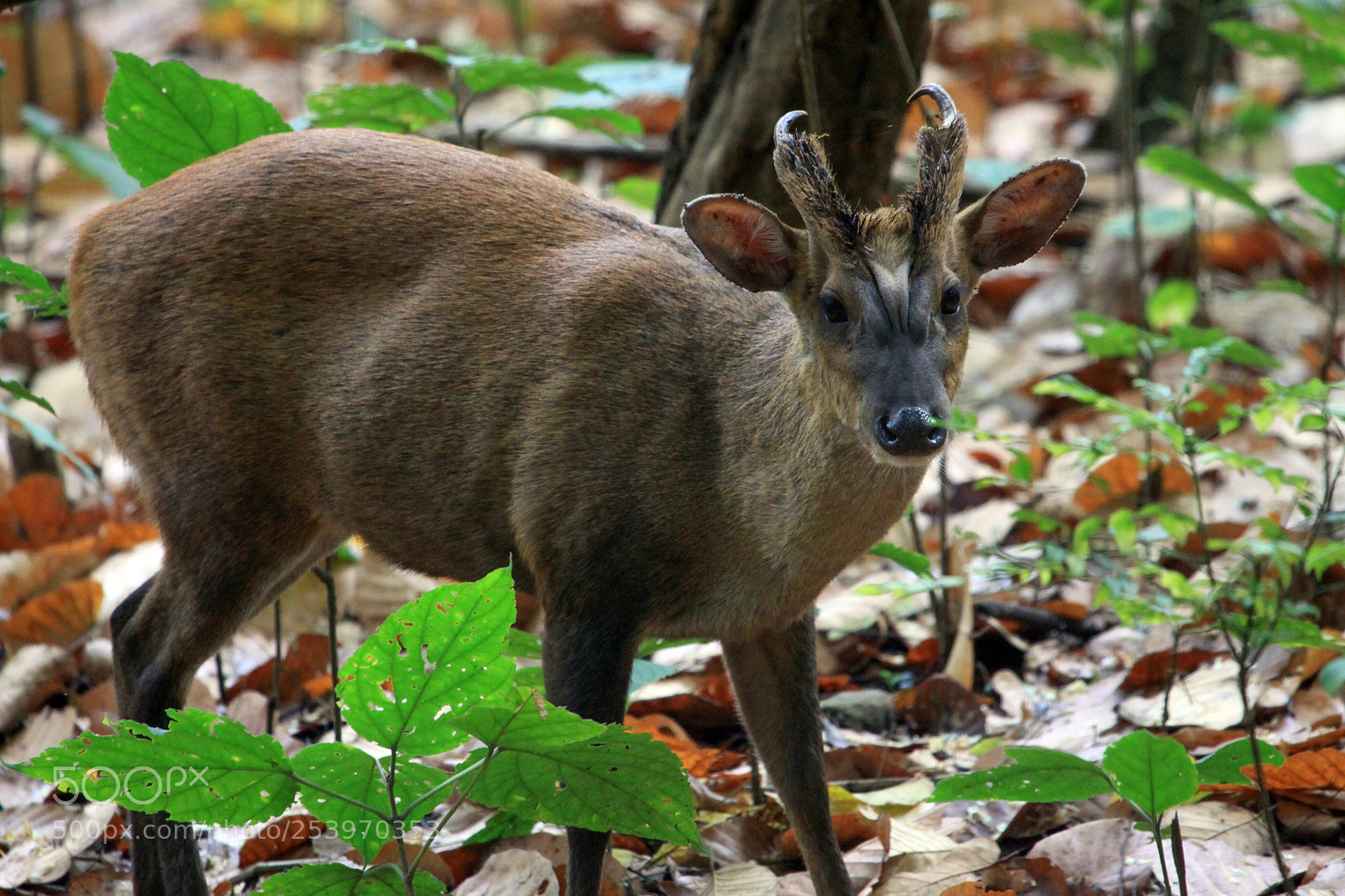 Canon EOS 50D sample photo. Barking deer, jim corbett photography