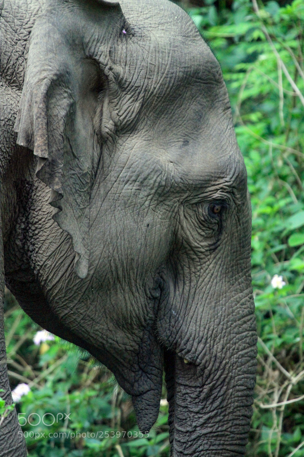 Canon EOS 50D sample photo. Indian elephant jim corbett photography