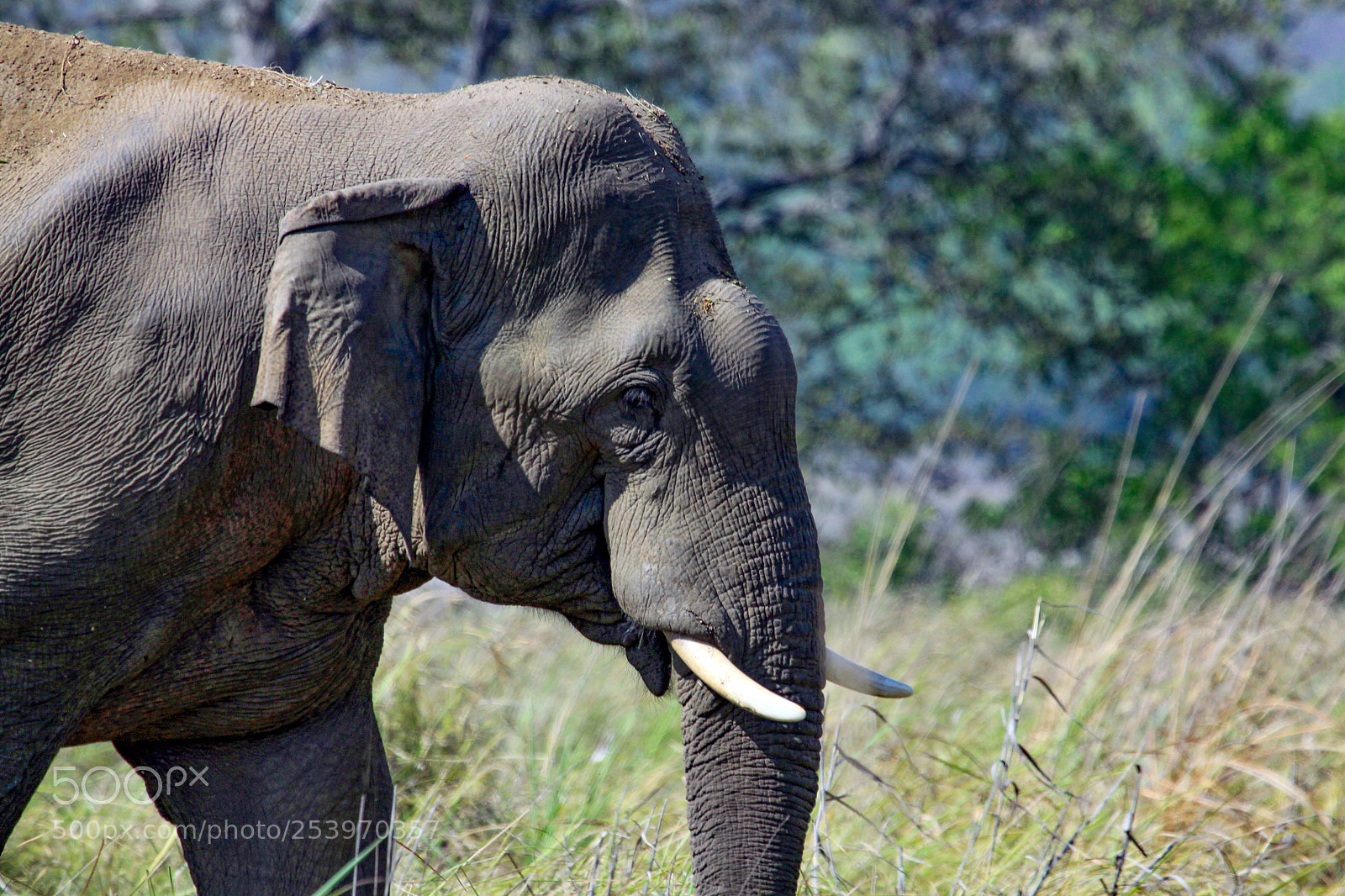 Canon EOS 50D sample photo. Indian elephant jim corbett photography